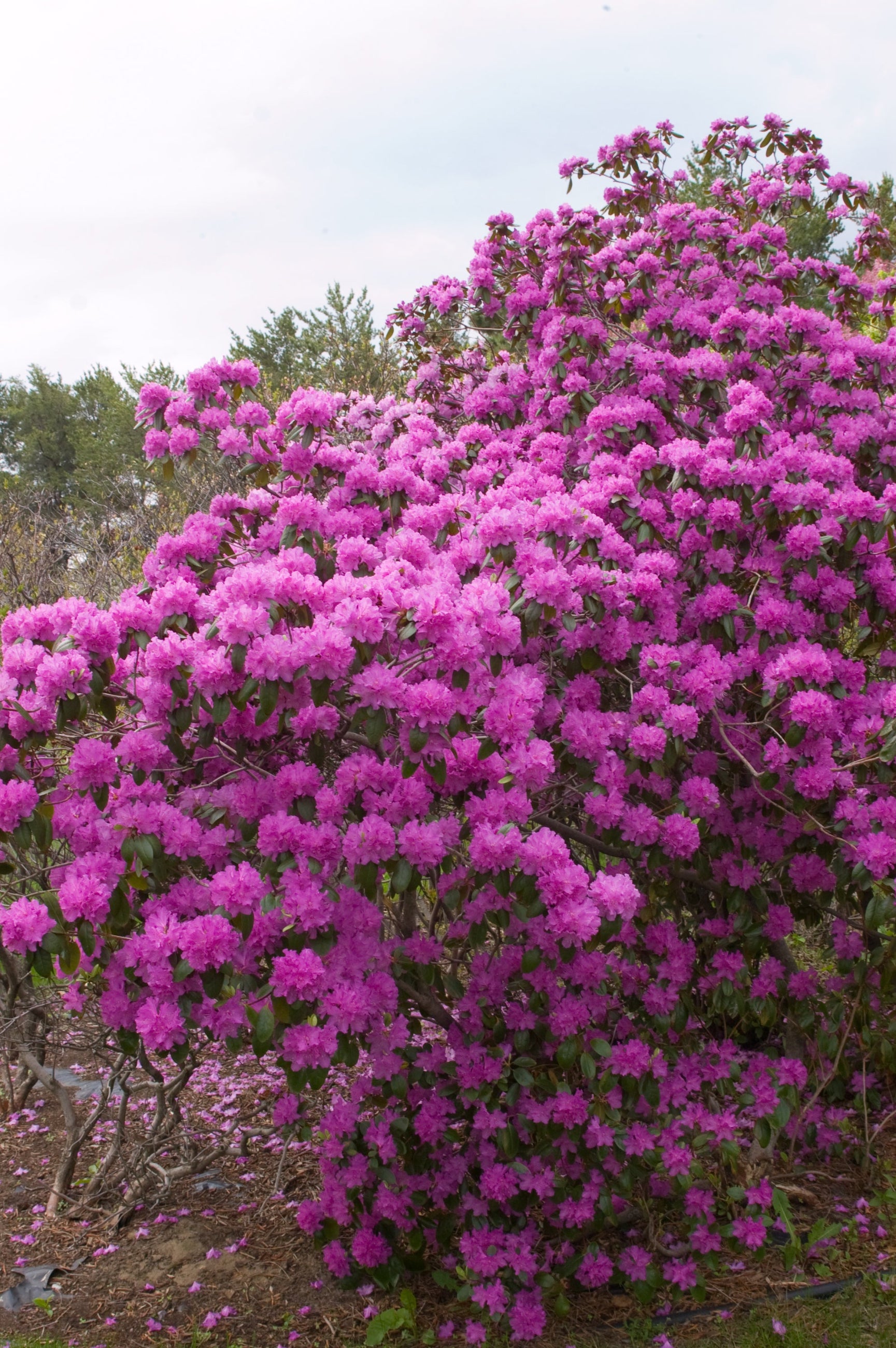 Rhododendron 'PJM' Mature size, in bloom in the landscape and up close ©Bailey Nurseries