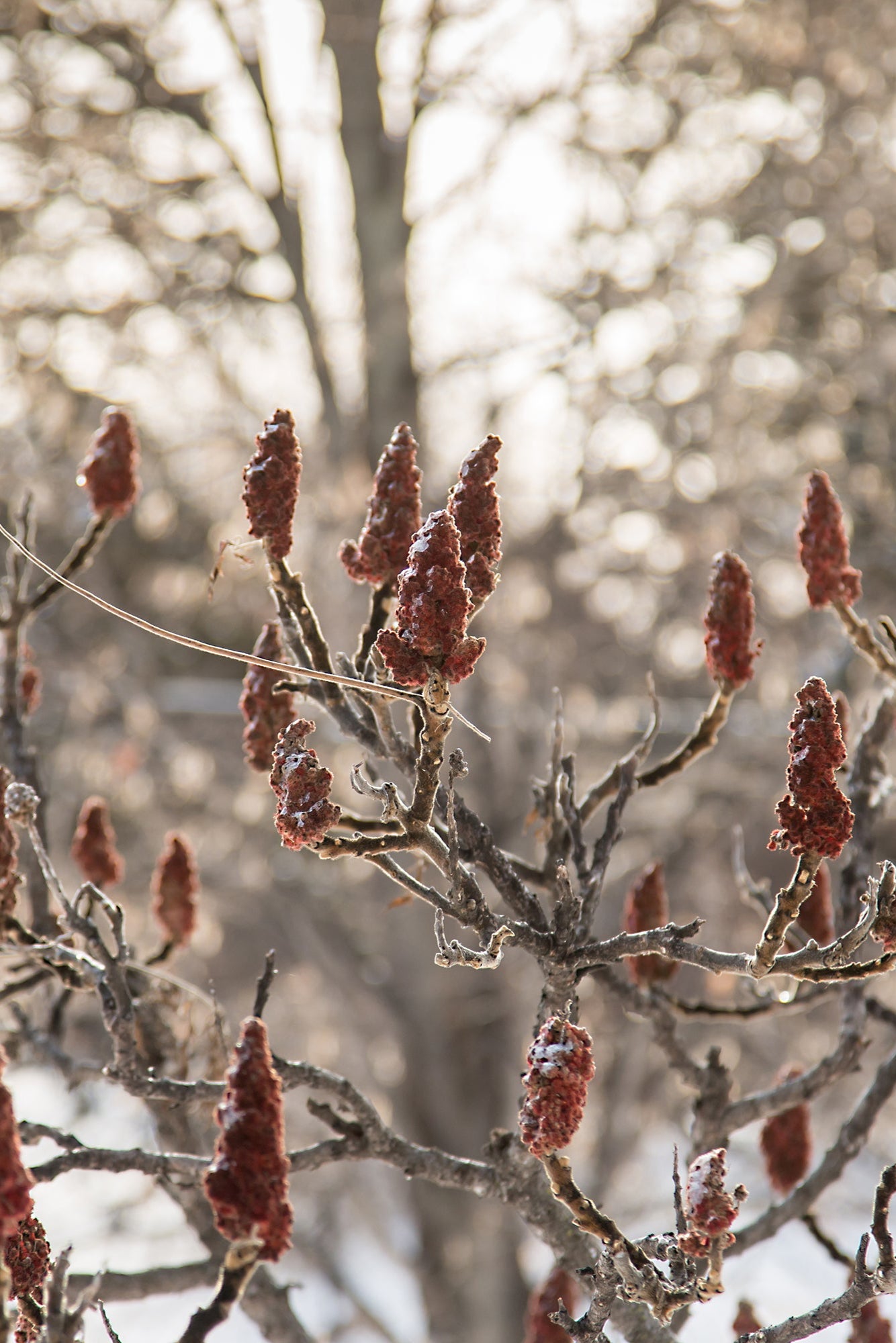 Rhus 'Tiger Eye' up close in the winter ©Bailey Nurseries
