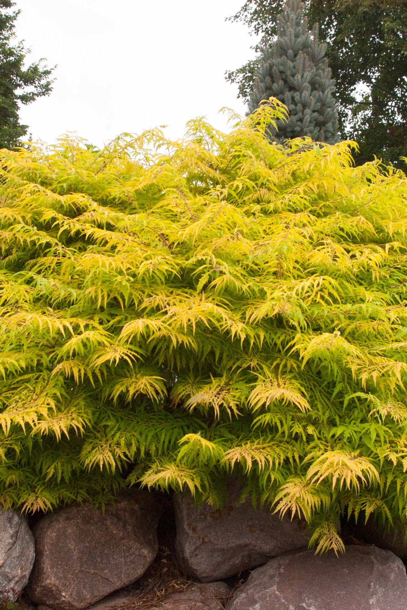 lemon green coloration of the Rhus 'Tiger Eye' planted in the landscape and at a mature size ©Bailey Nurseries