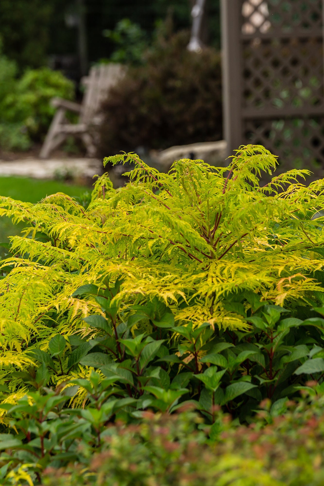 lemon green coloration of the Rhus 'Tiger Eye' planted in the landscape in a mixed border ©Bailey Nurseries