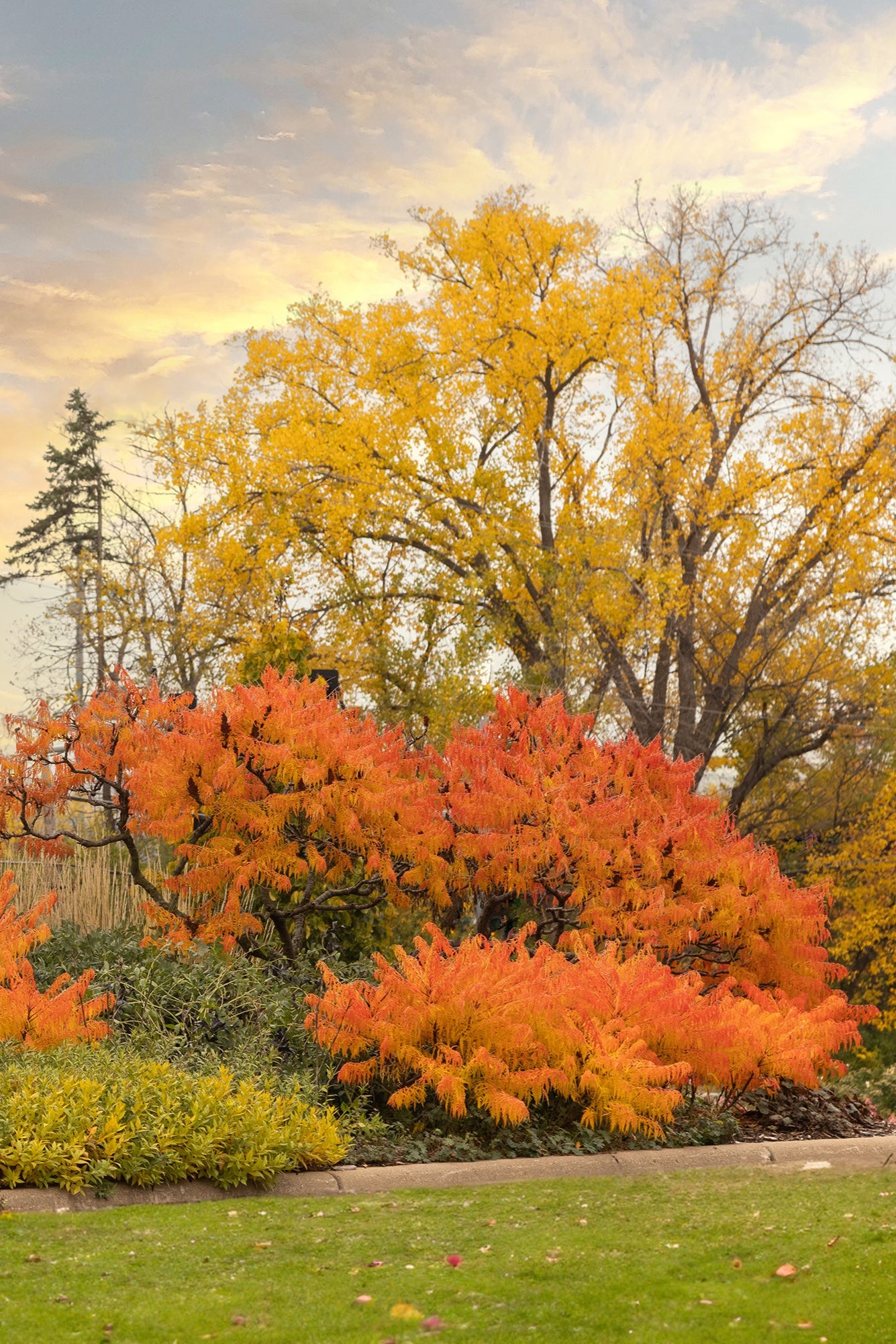 Fall coloration of the Rhus 'Tiger Eye' planted in the landscape and at a mature size ©Bailey Nurseries