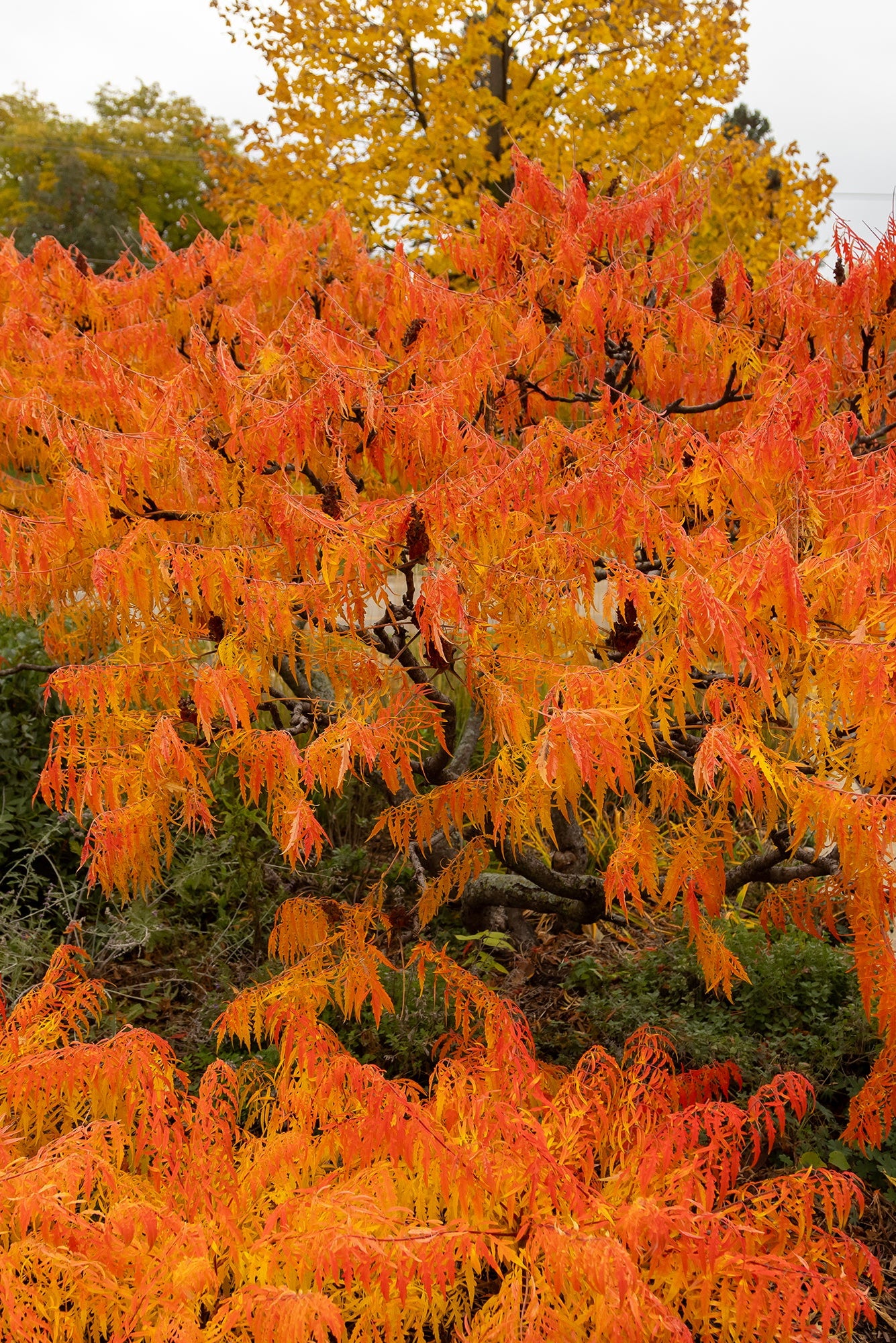 Fall coloration of the Rhus 'Tiger Eye' planted in the landscape and at a mature size ©Bailey Nurseries