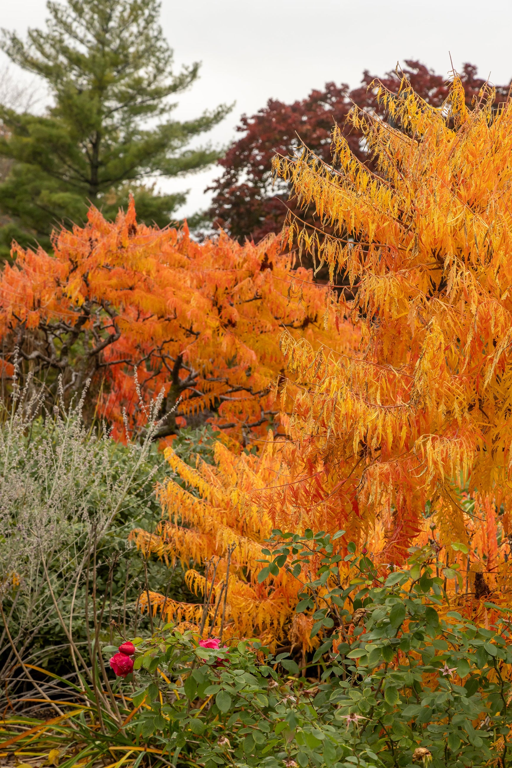 Fall coloration of the Rhus 'Tiger Eye' planted in the garden and at mature size ©Bailey Nurseries