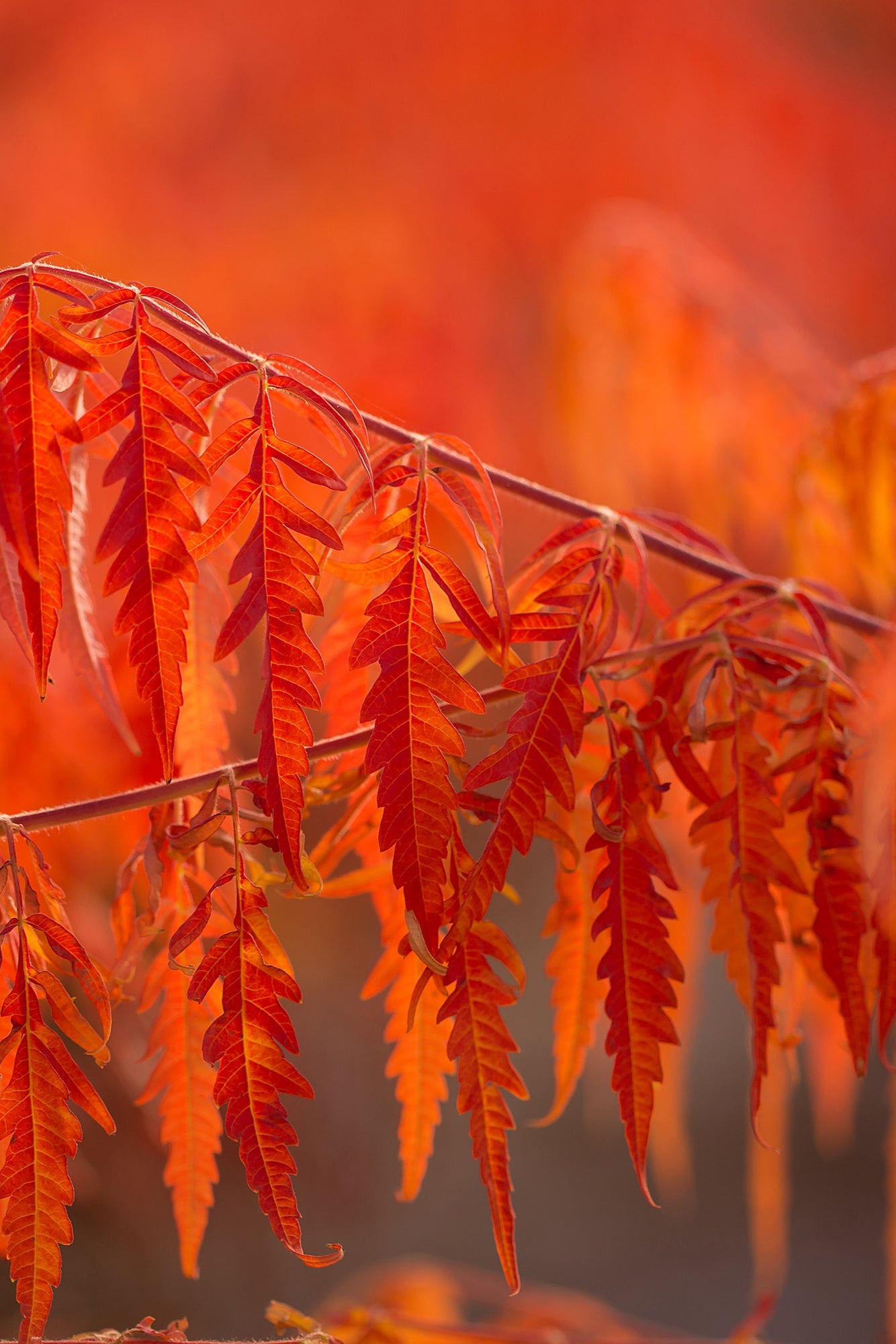 Fall coloration of the Rhus 'Tiger Eye' up close ©Bailey Nurseries