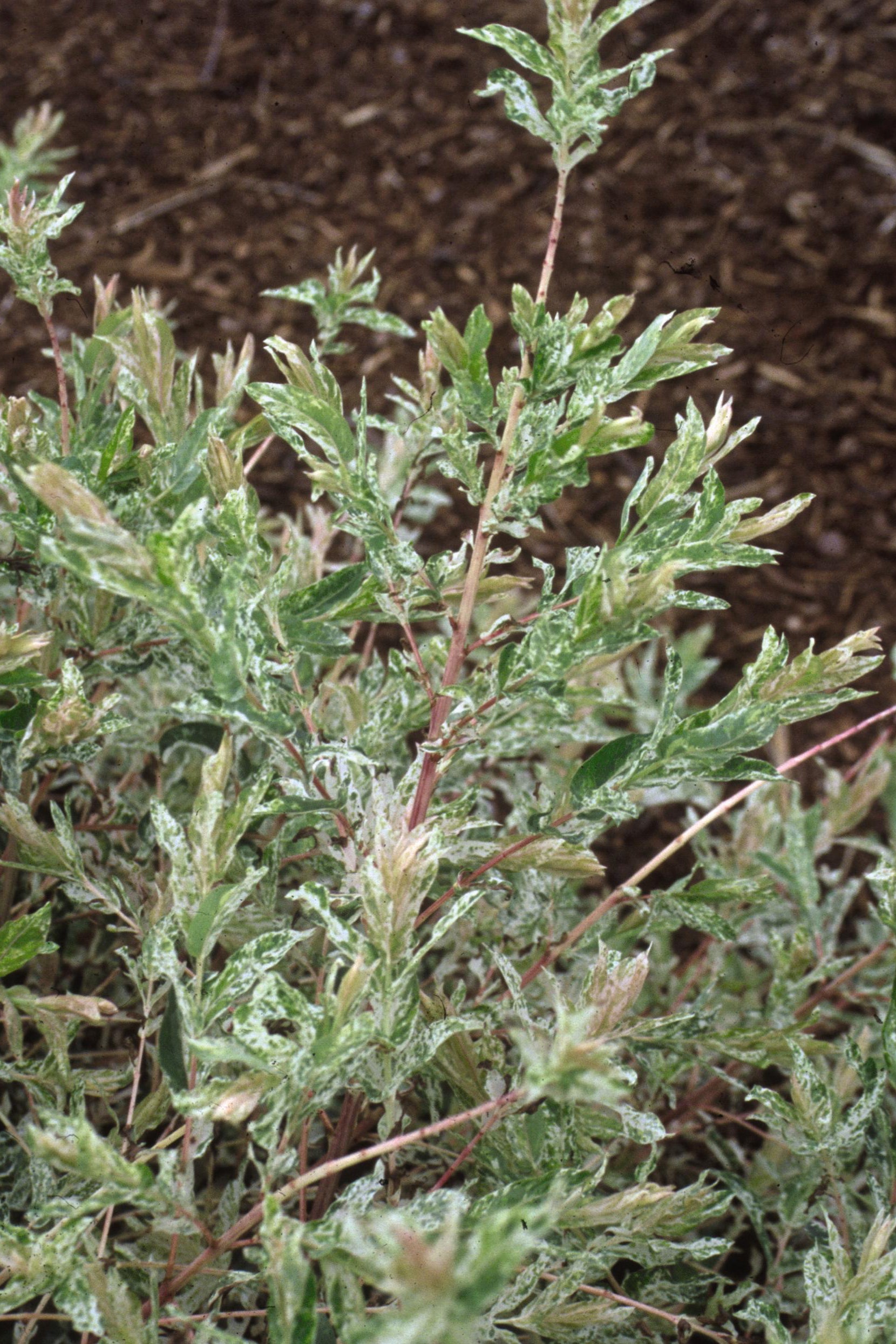Salix 'Hakuro Nishiki' mature shrub planted in the landscape ©Bailey Nurseries