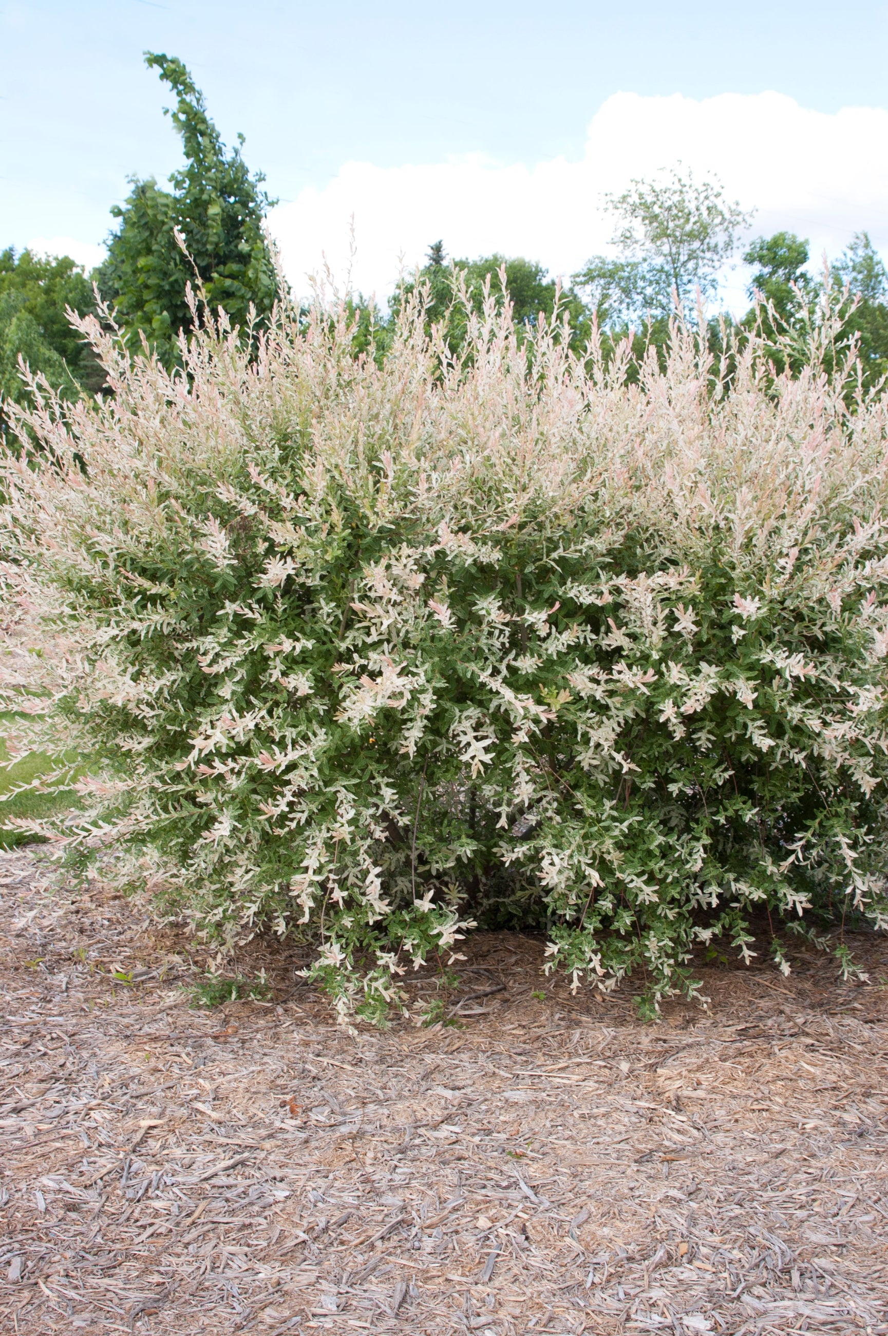Salix 'Hakuro Nishiki' mature shrub planted in the landscape ©Bailey Nurseries