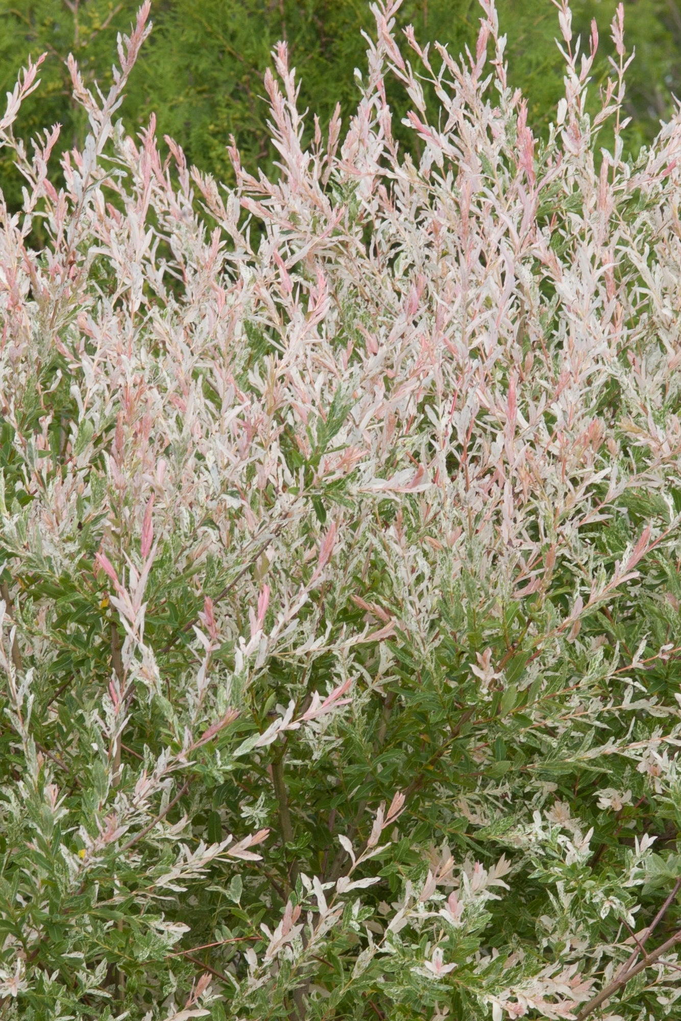 Salix 'Hakuro Nishiki' mature shrub planted in the landscape ©Bailey Nurseries