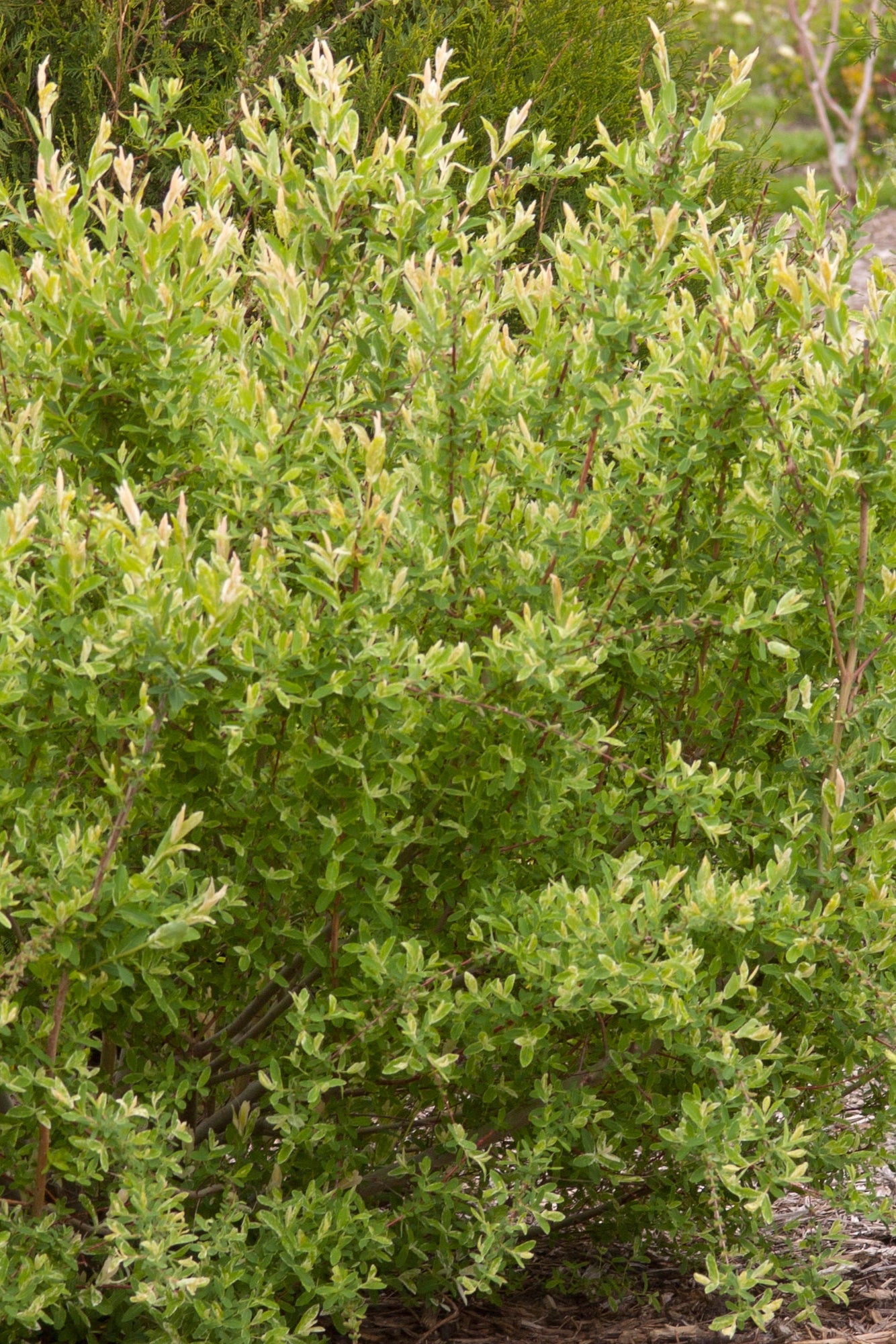 Salix 'Hakuro Nishiki' mature shrub planted in the landscape ©Bailey Nurseries