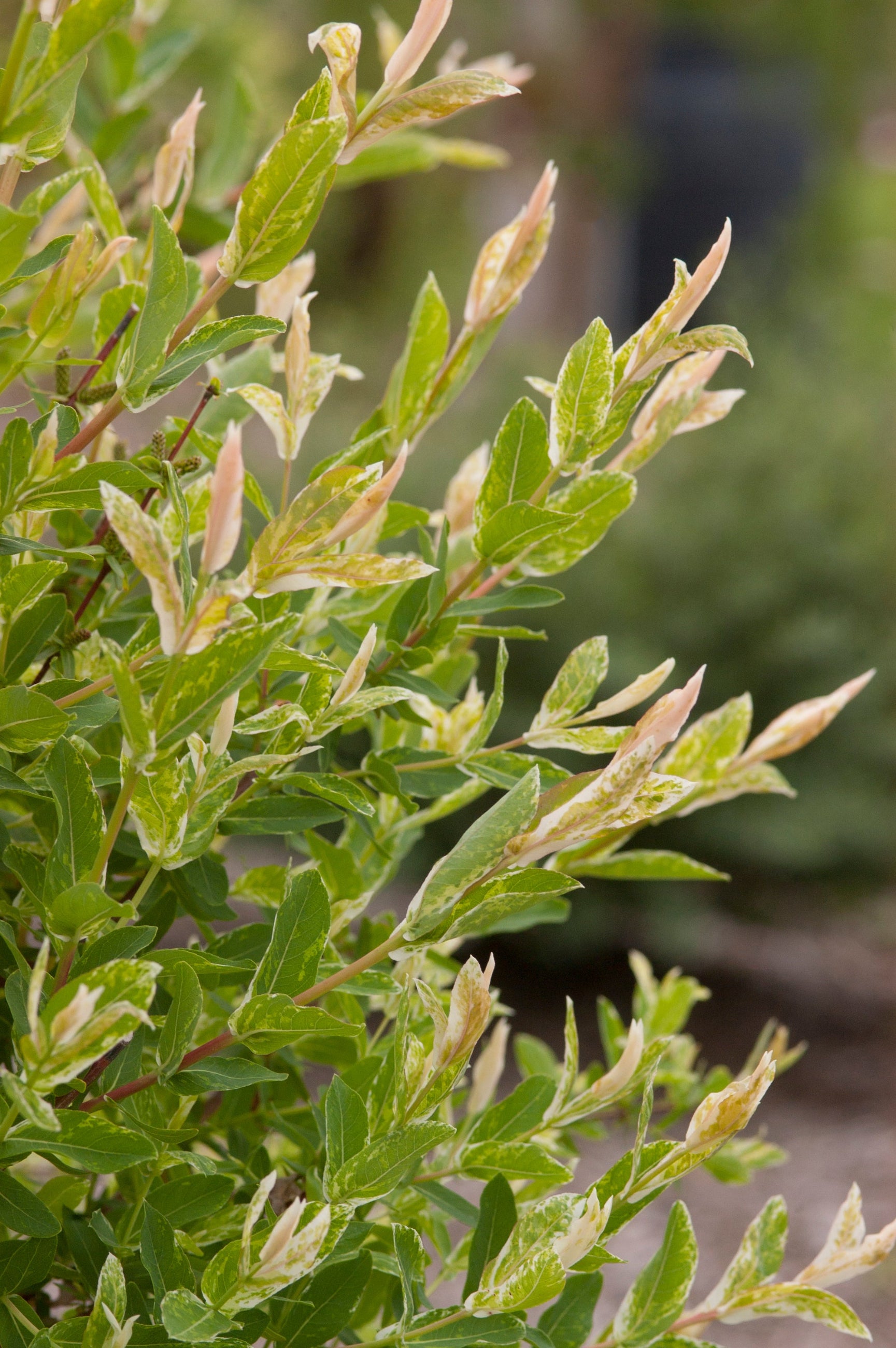 Salix 'Hakuro Nishiki' shrub up close ©Bailey Nurseries