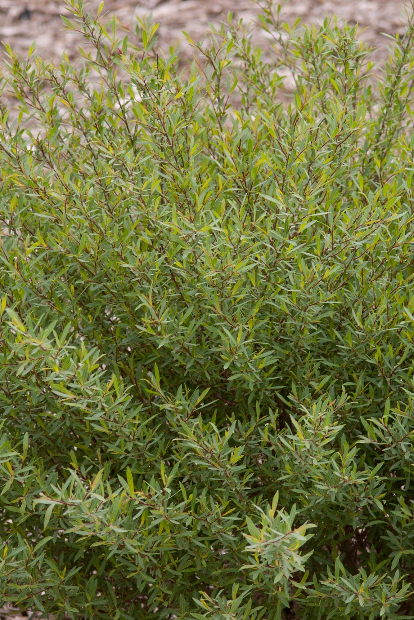 Salix 'Nana' dwarf blue arctic willow mature and planted in the landscape ©Bailey Nurseries