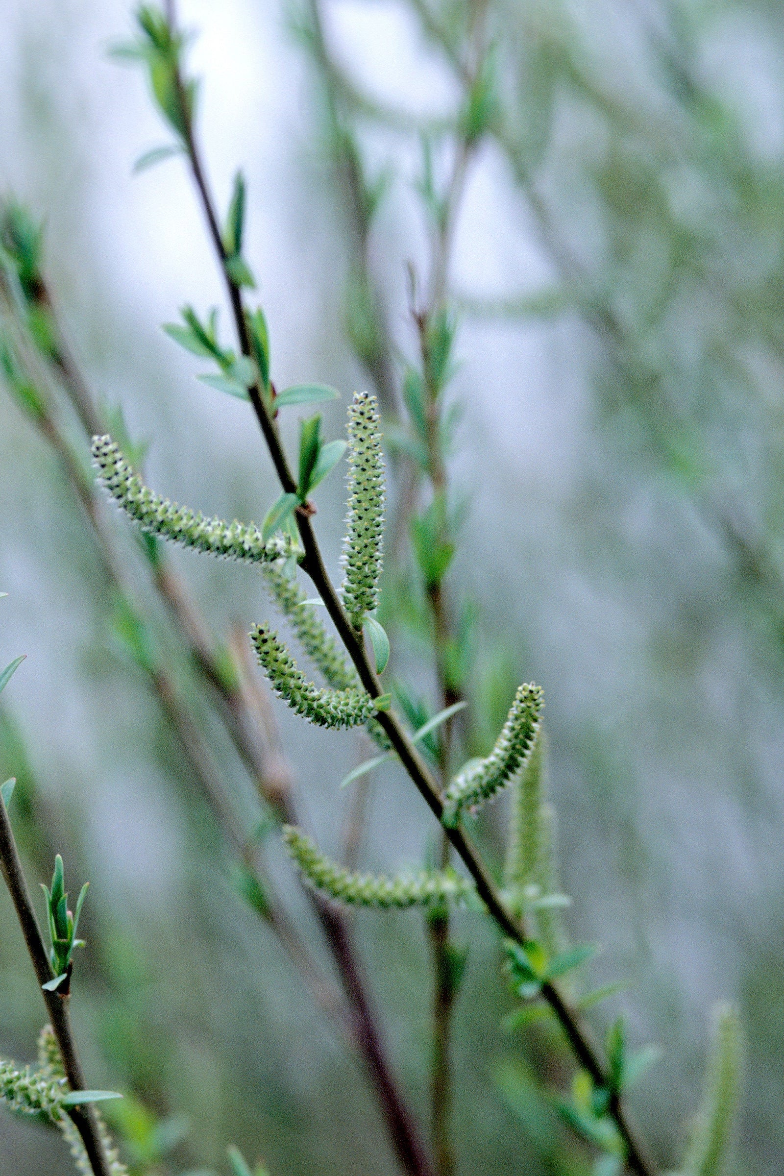 Salix 'Nana' dwarf blue arctic willow up close ©Bailey Nurseries