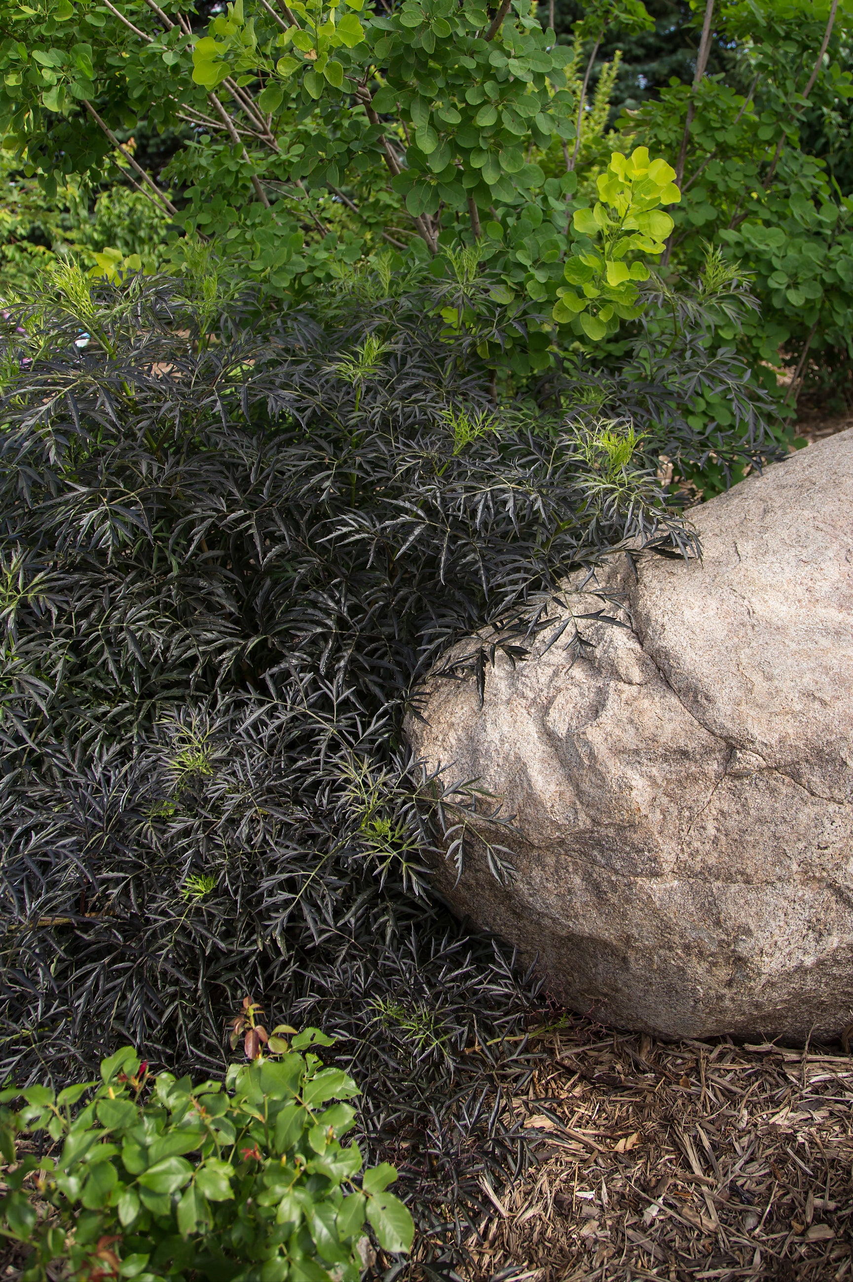 Sambucus 'Black Lace' in a mature size, planted in the landscape next to a large rock ©Bailey Nurseries
