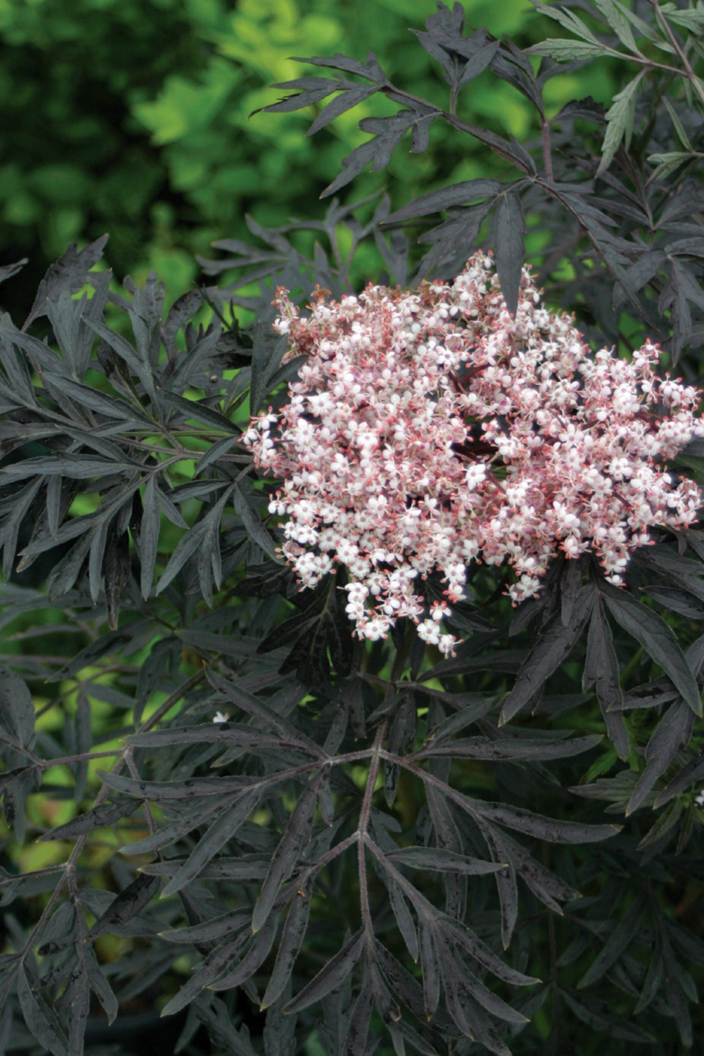 Sambucus 'Black Lace' dark leaves and pink/white flowers blooming up close ©Bailey Nurseries