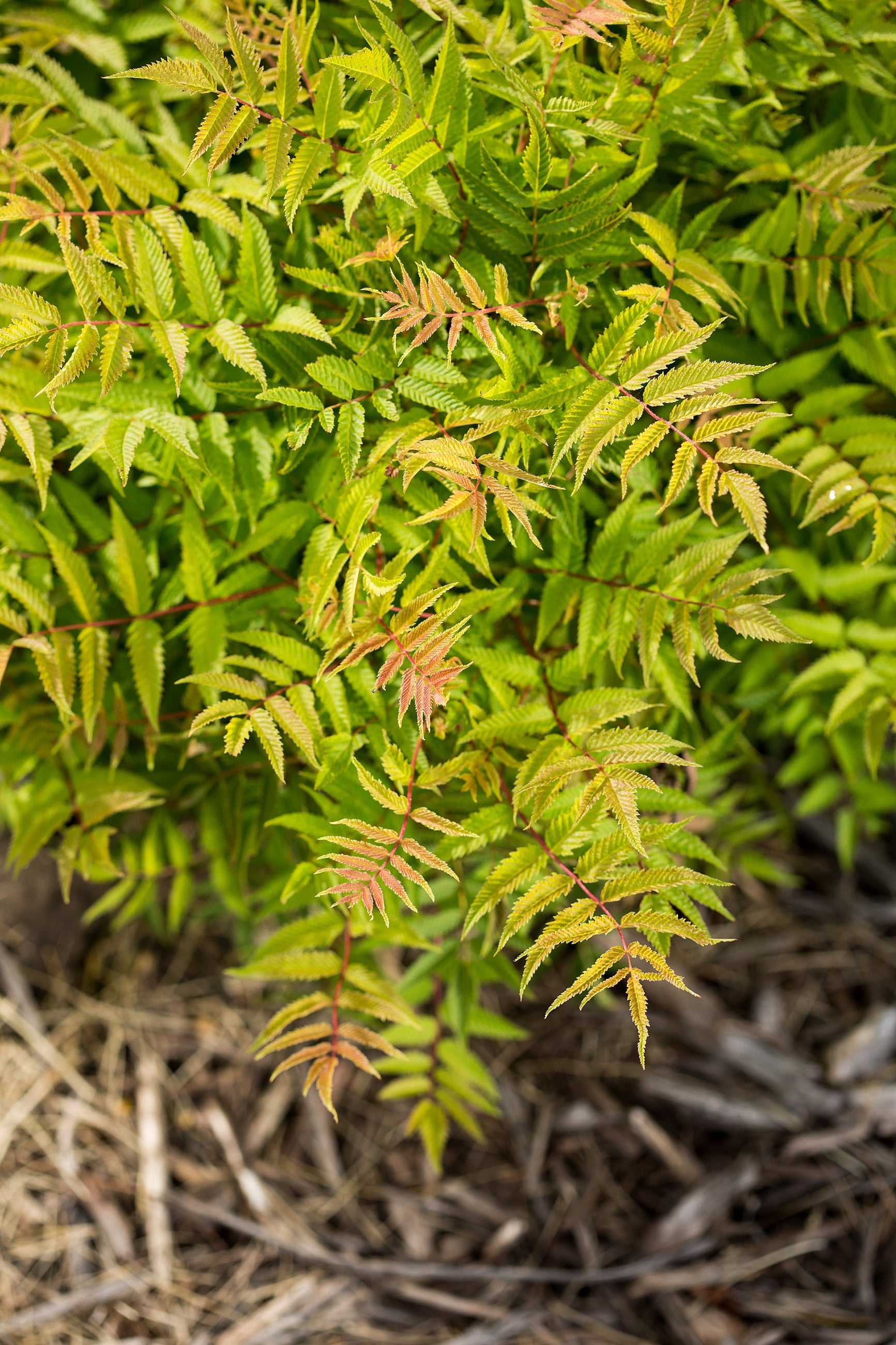 Sorbaria 'Matcha Ball' planted in the landscape ©Bailey Nurseries
