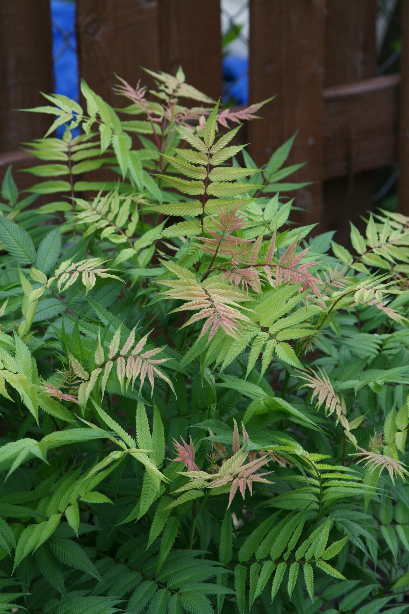 Sobaria 'Sem' up close with its green leaves starting to change color at the tips ©Bailey Nurseries