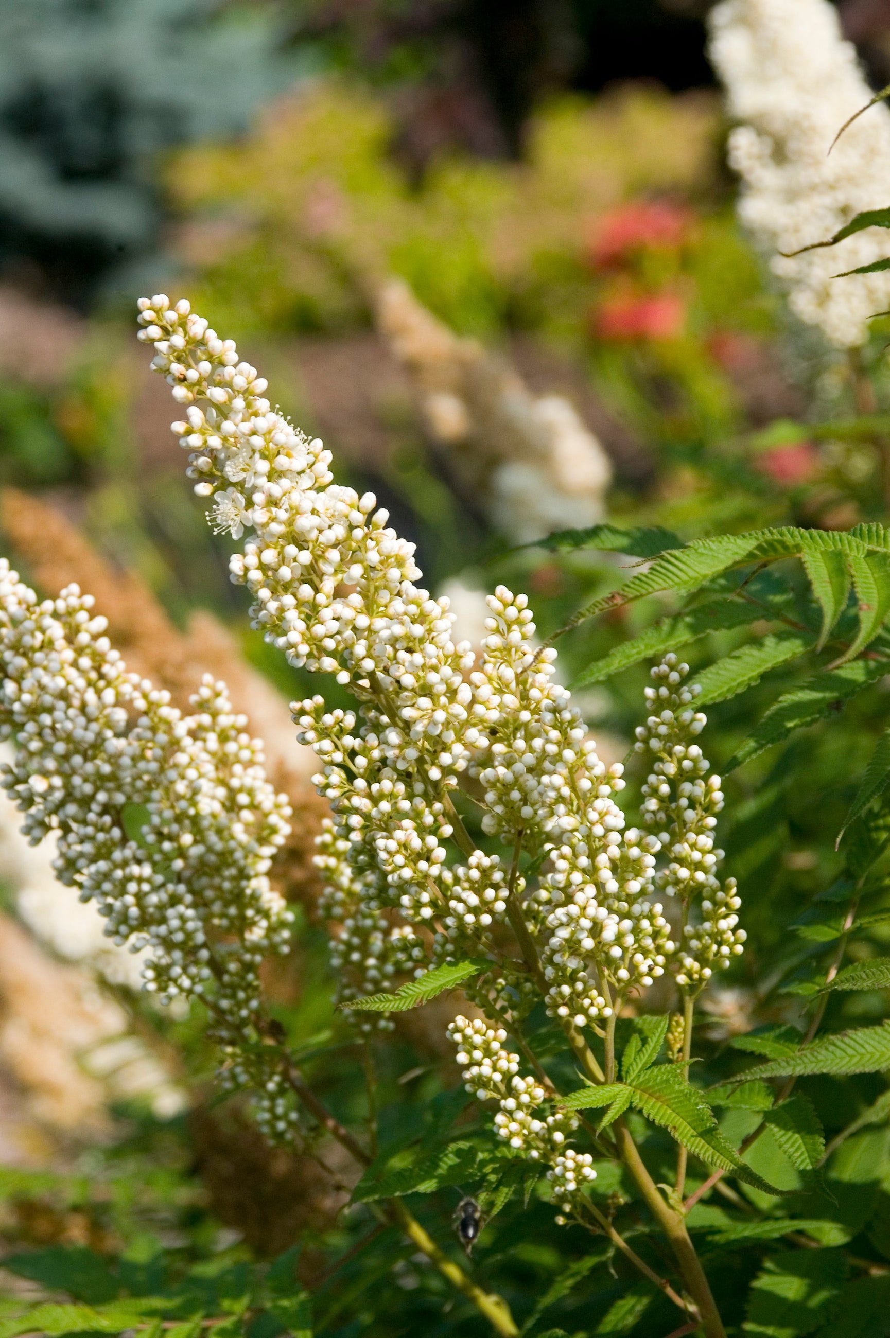Sobaria 'Sem' white flower buds up close ©Bailey Nurseries