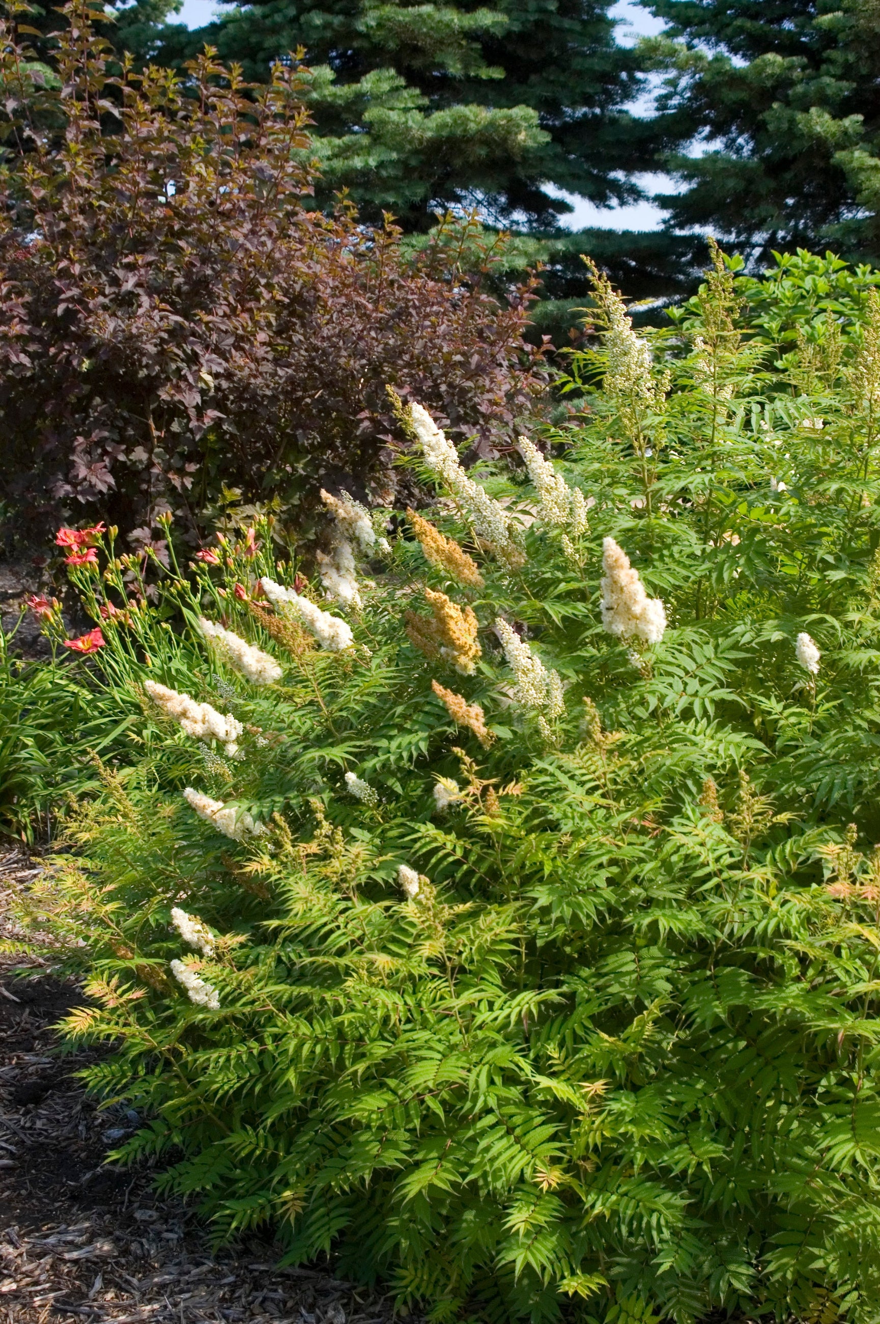 Sobaria 'Sem' white flowers bloom, mature shrub planted in the landscape ©Bailey Nurseries