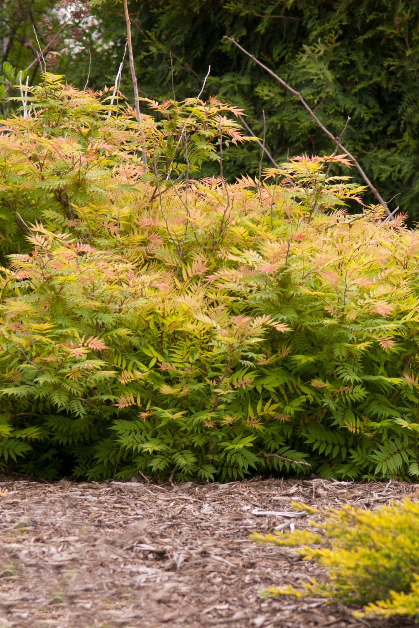 Sobaria 'Sem' mature specimens planted in mass in the landscape©Bailey Nurseries
