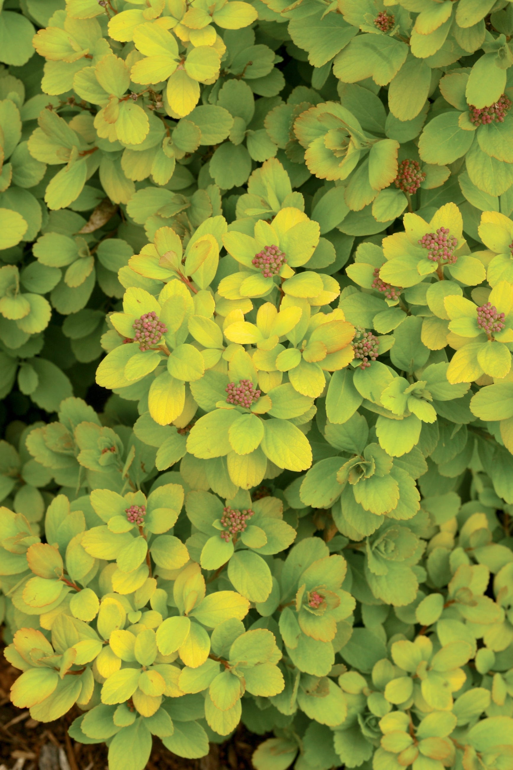 Spiraea 'Glow Girl' bright chartreuse leaves and buds up close ©Bailey Nurseries