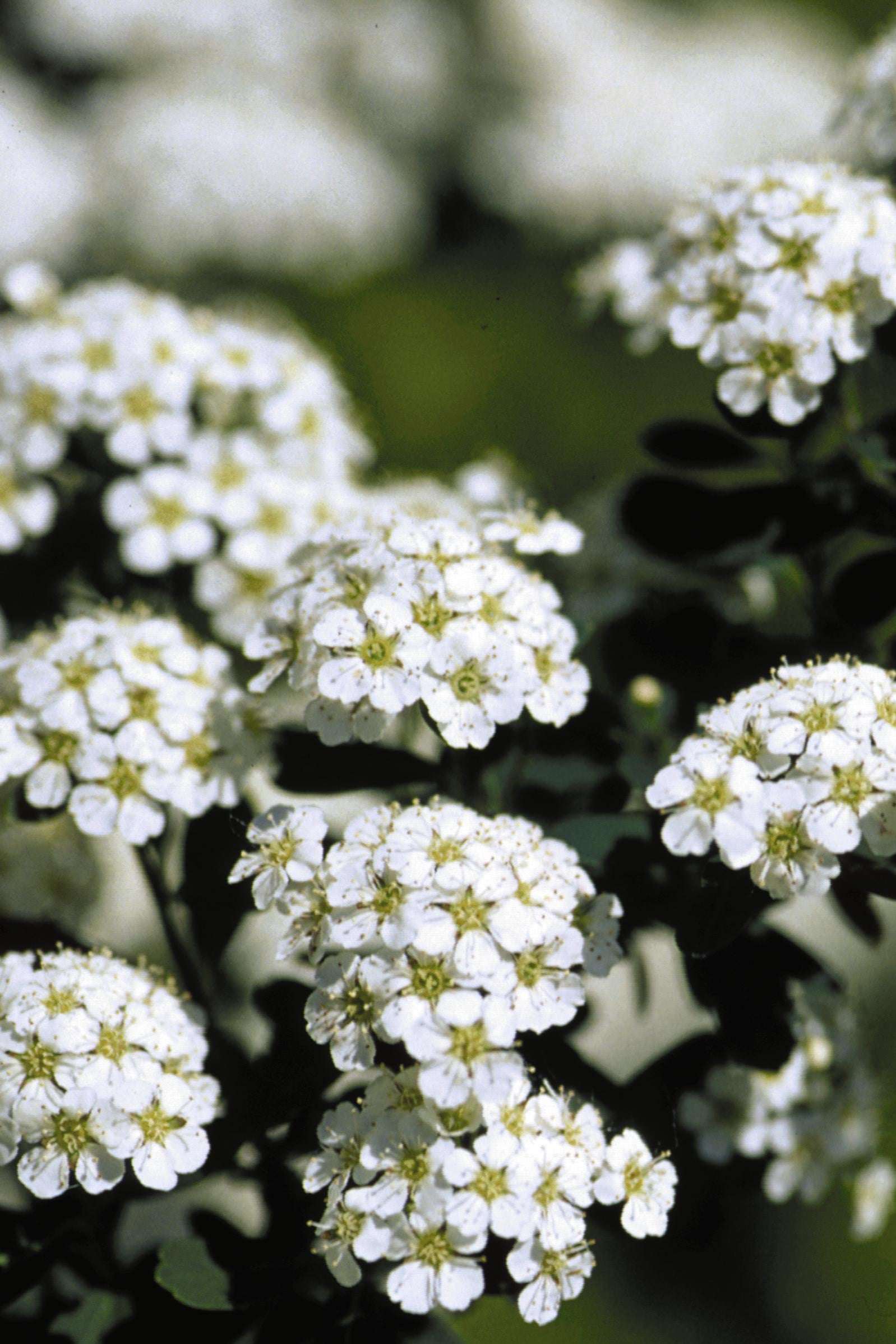 Spiraea 'Snowmound' white flowers in bloom up close ©Bailey Nurseries