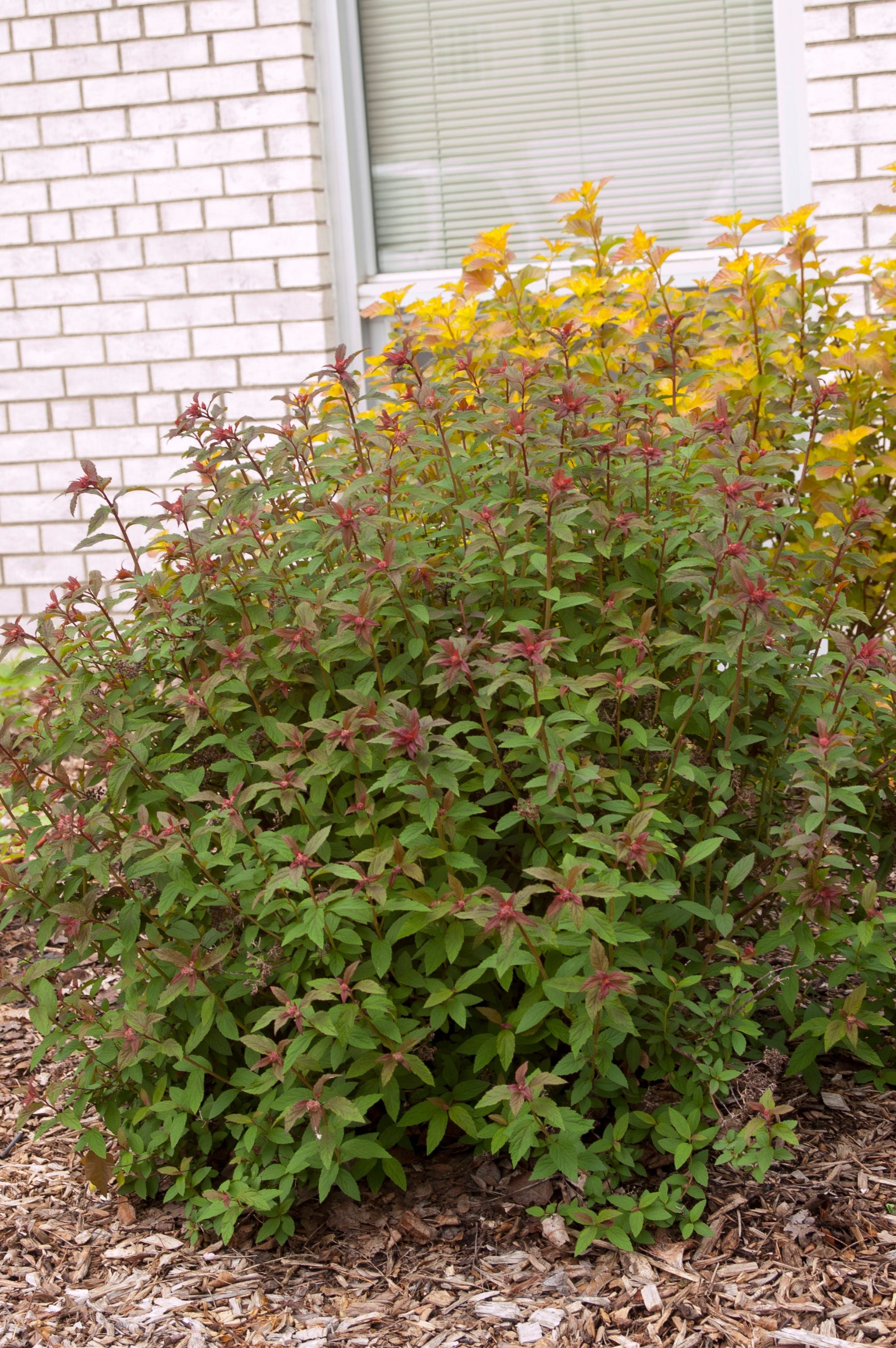 Spiraea 'Superstar' mature shrub in the landscape ©Baileys Nurseries