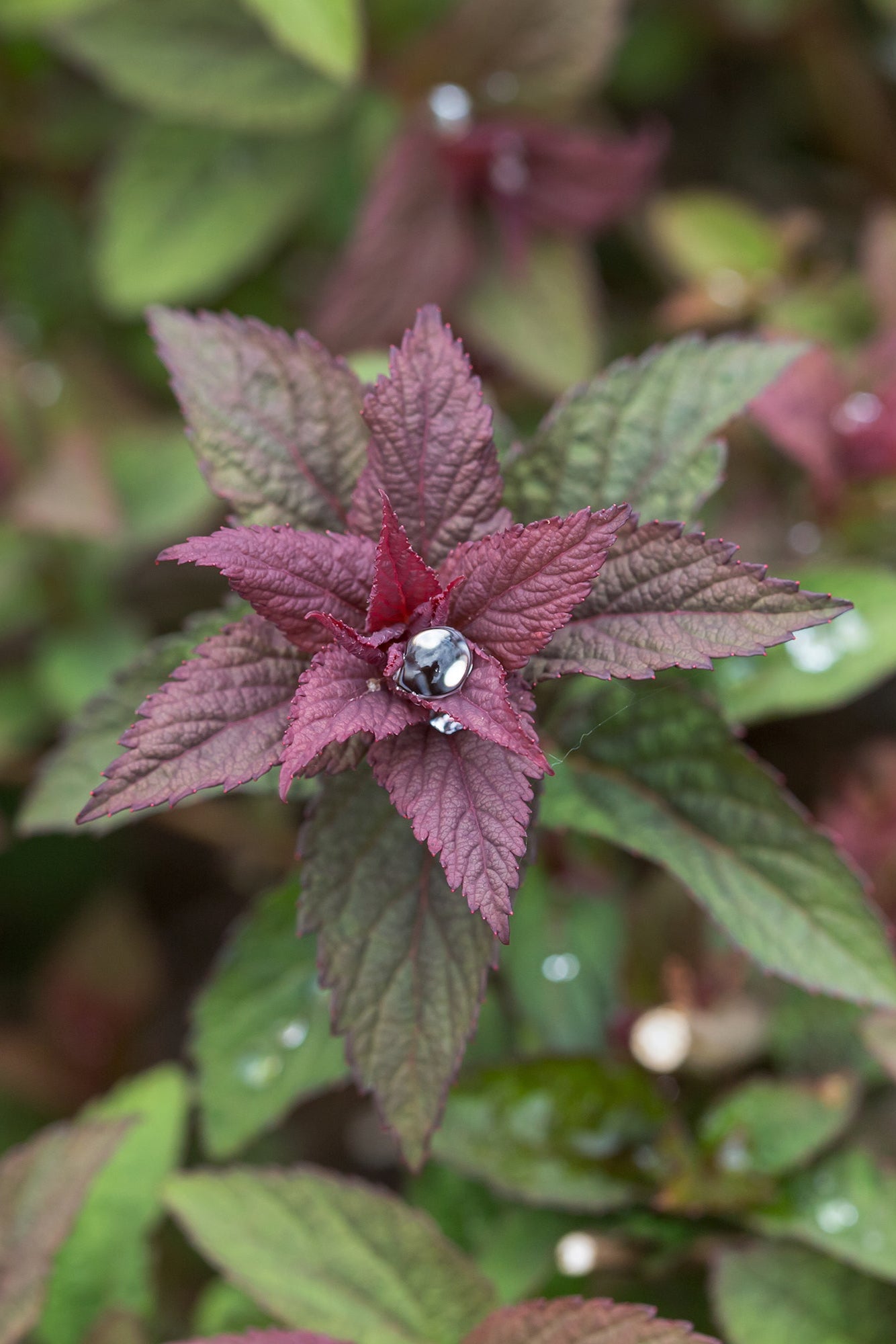 Spiraea 'Superstar' leaves up close with dew on them ©Bailey Nurseries