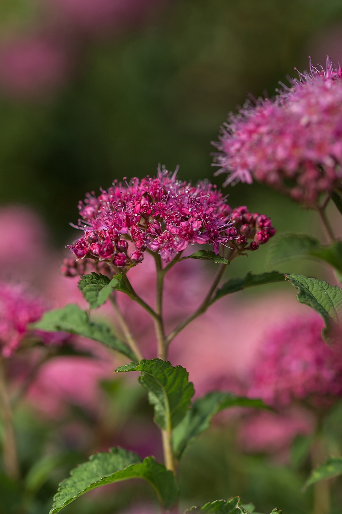 Spireaea 'Superstar' pink flowers ©Bailey Nurseries