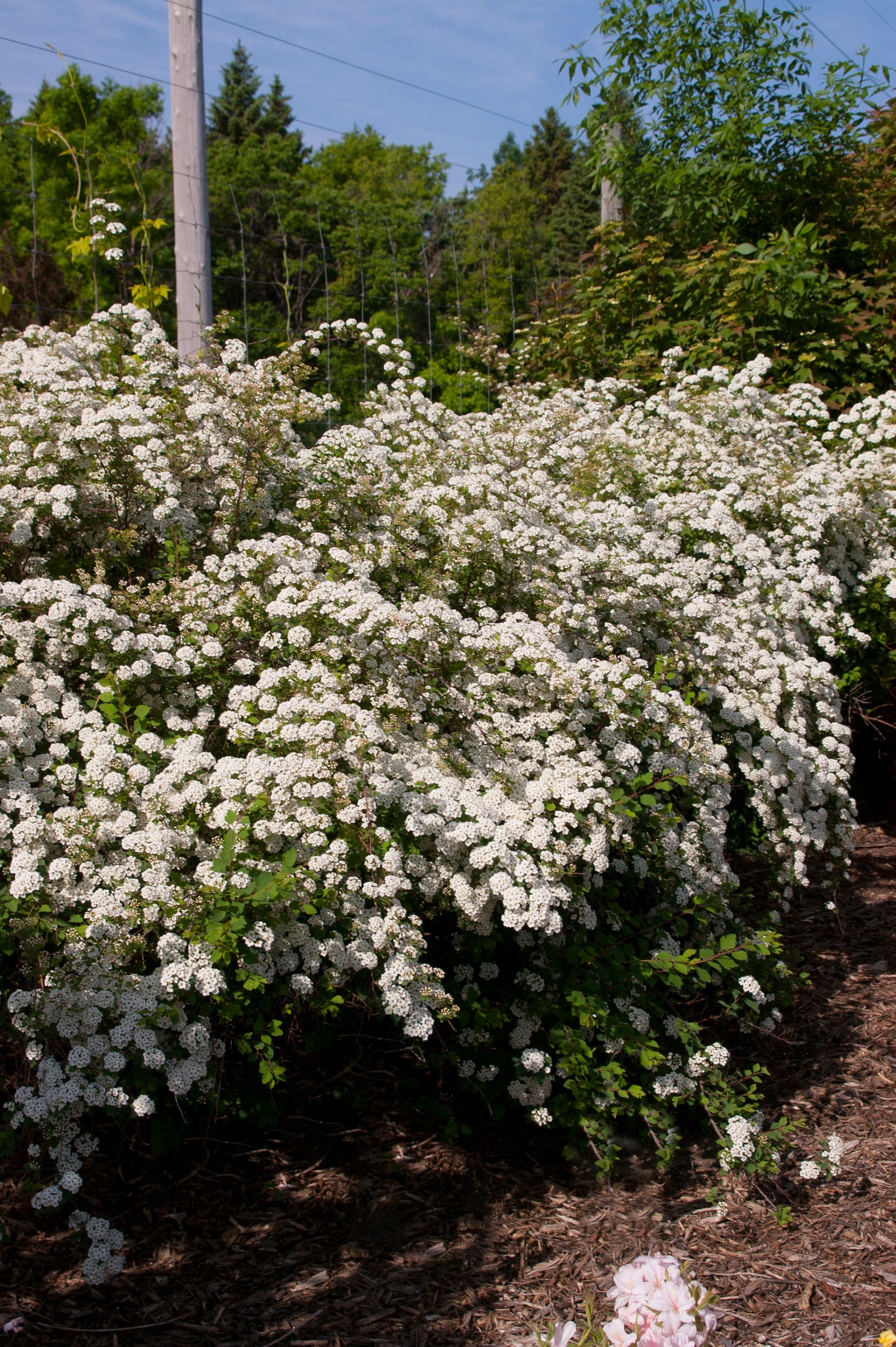 Spiraea 'Renaissance' bridalwreath in bloom, mature and planted in the landscape ©Bailey Nurseries