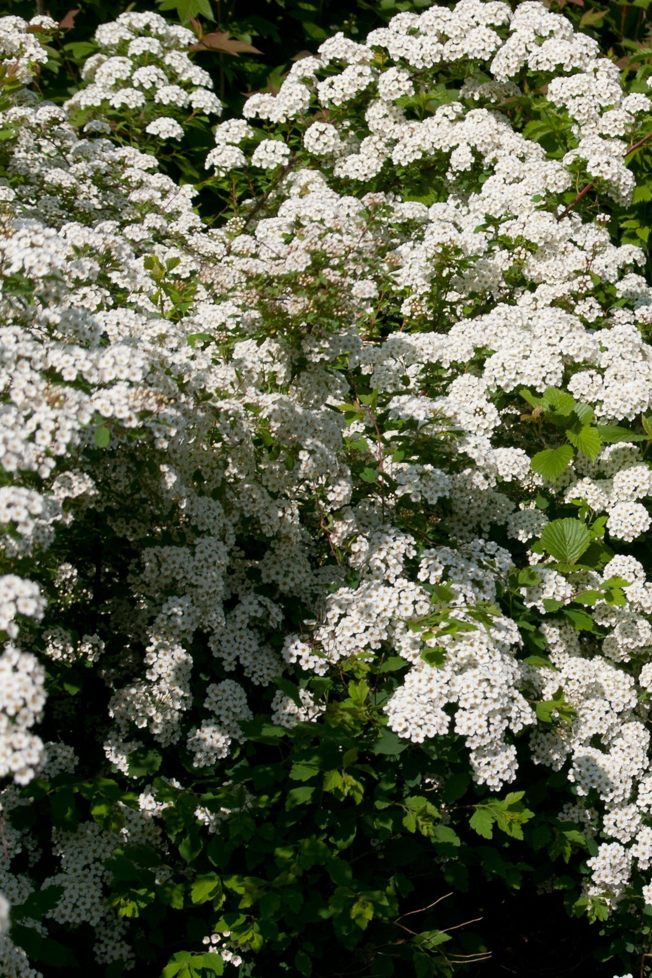 Spiraea 'Renaissance' bridalwreath in bloom, mature and planted in the landscape ©Bailey Nurseries