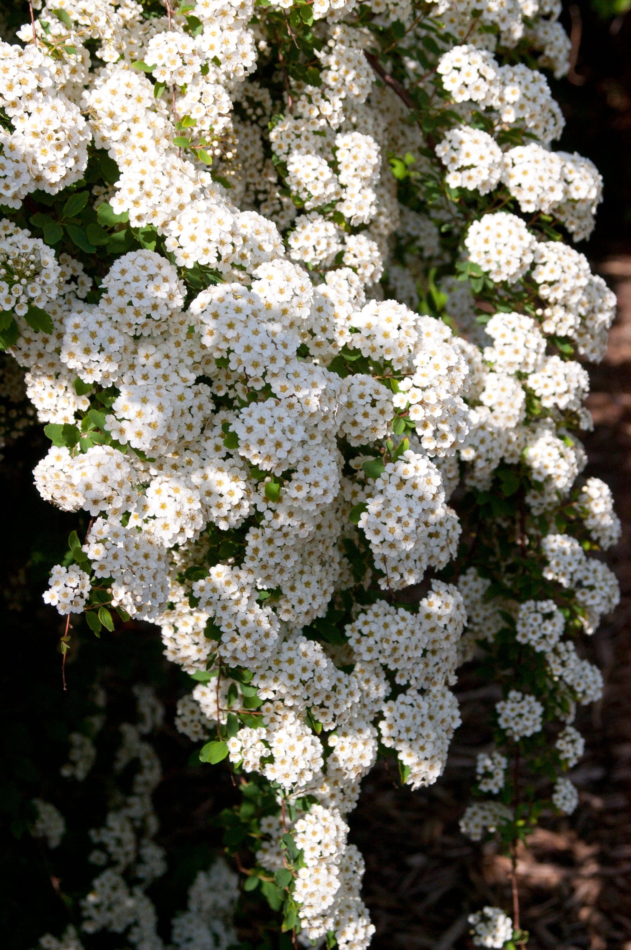 Spiraea 'Renaissance' bridalwreath in bloom and up close ©Bailey Nurseries