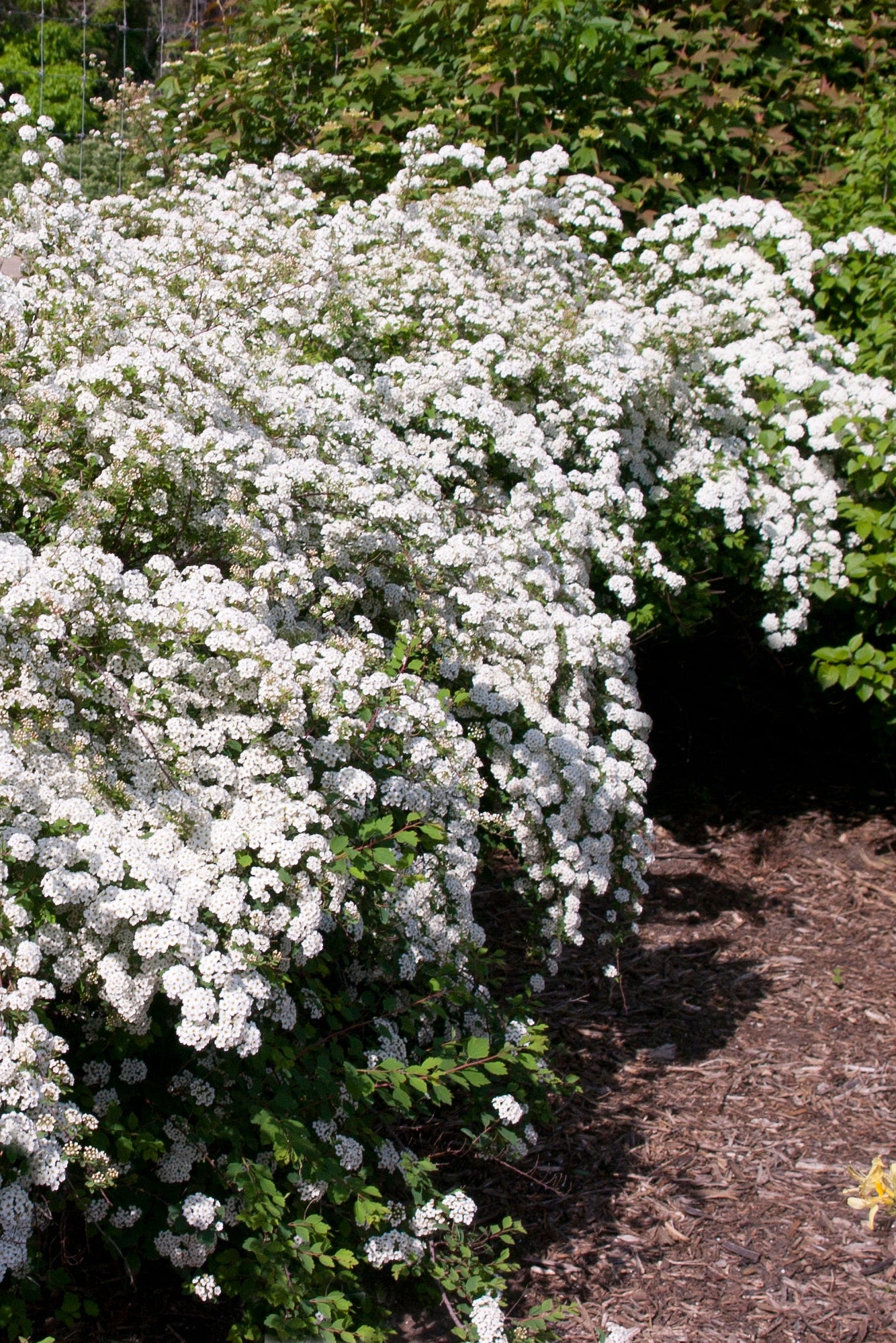 Spiraea 'Renaissance' bridalwreath in bloom, mature and planted in the landscape ©Bailey Nurseries
