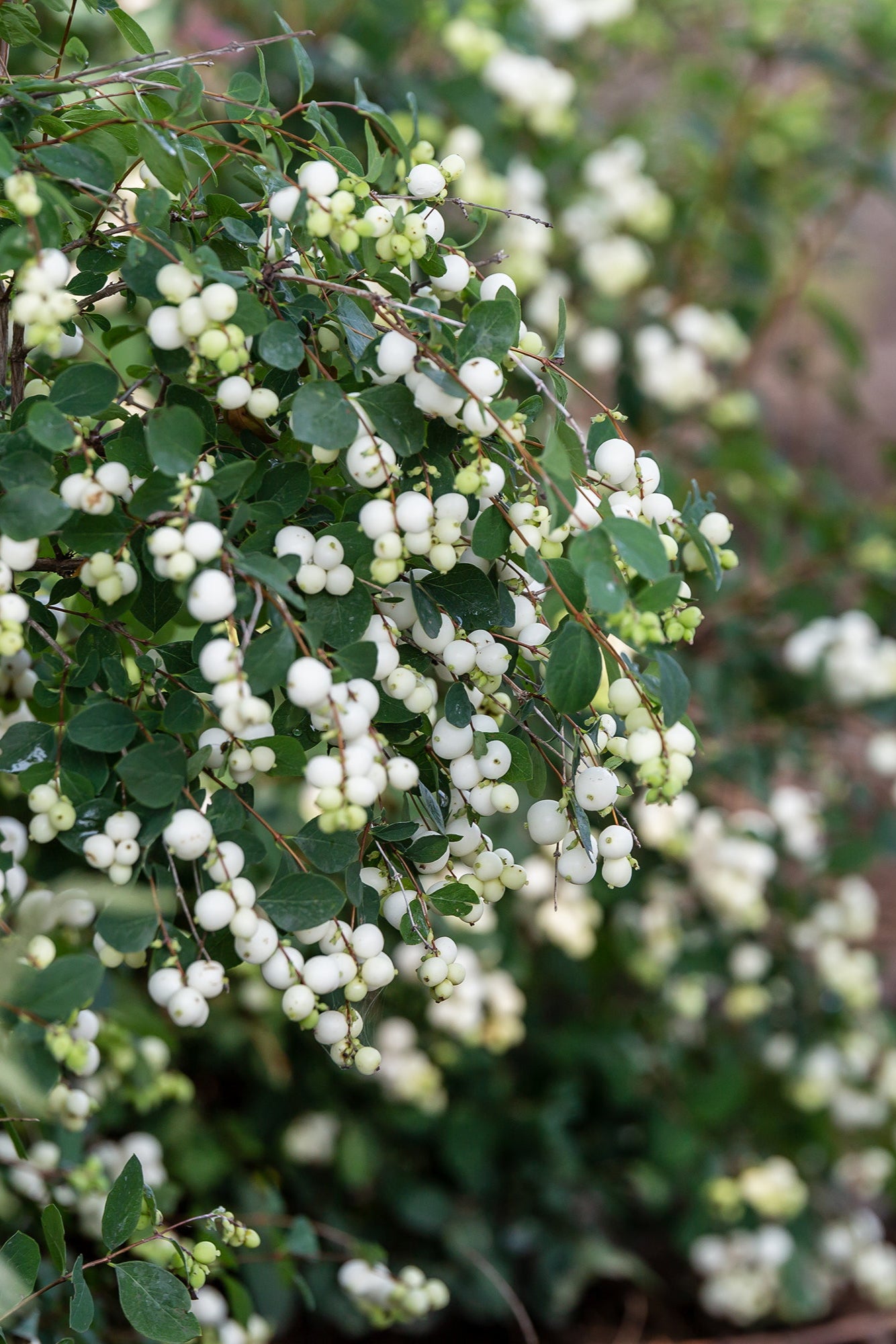 Symphoricarus 'Galaxy' mature shrub with white berries up close ©Bailey Nurseries