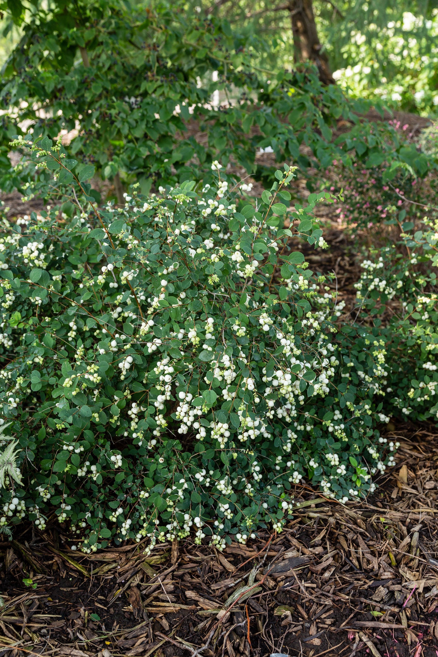 Symphoricarus 'Galaxy'mature berried shrub planted in the landscape ©Bailey Nurseries