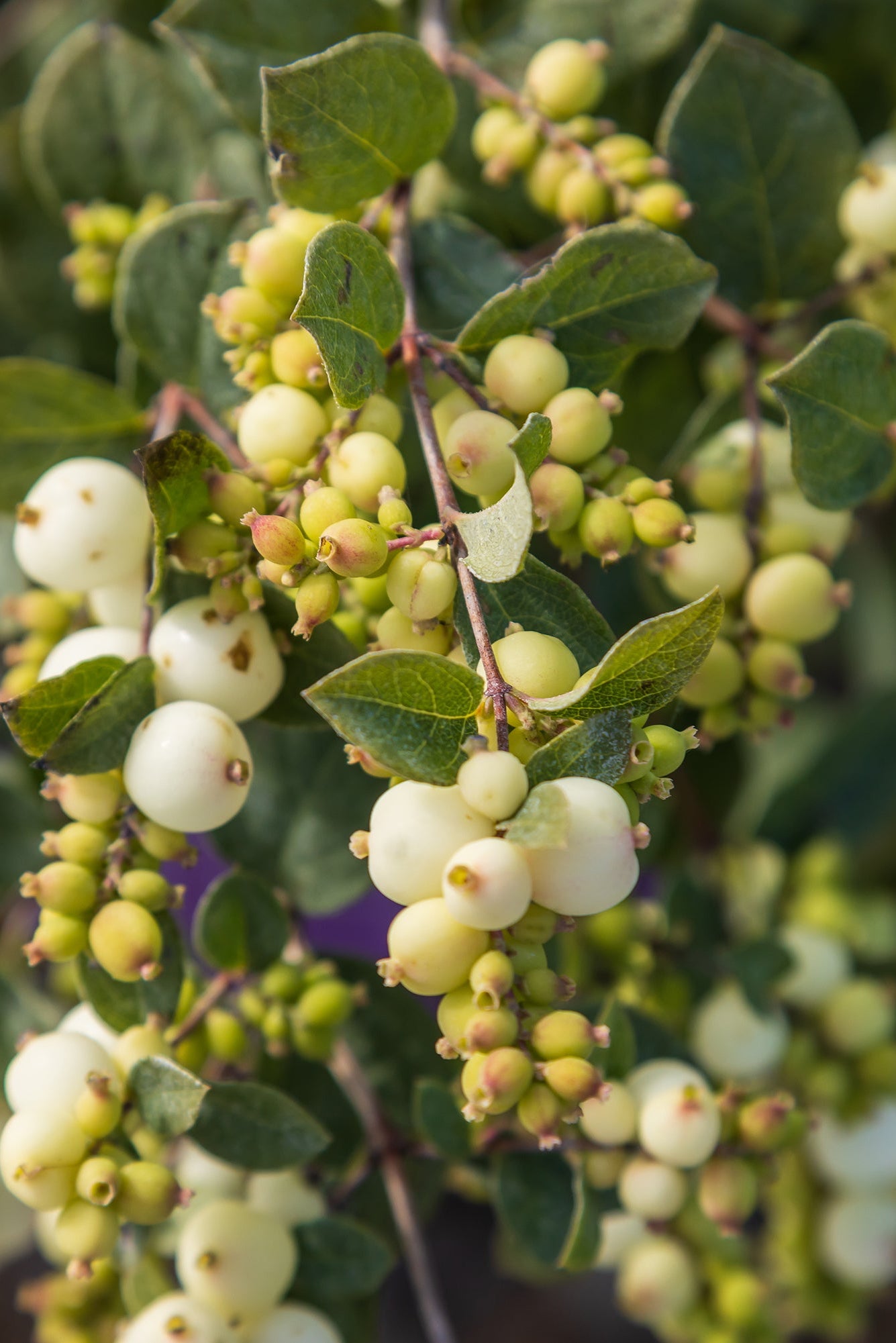 Symphoricarus 'Galaxy' white berries up close ©Bailey Nurseries
