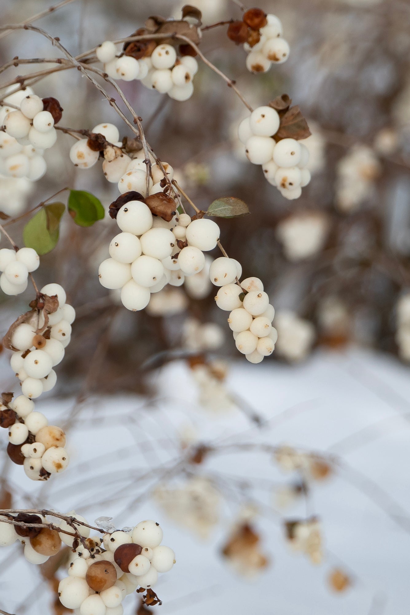 Symphoricarus 'Galaxy' white berries up close in winter ©Bailey Nurseries
