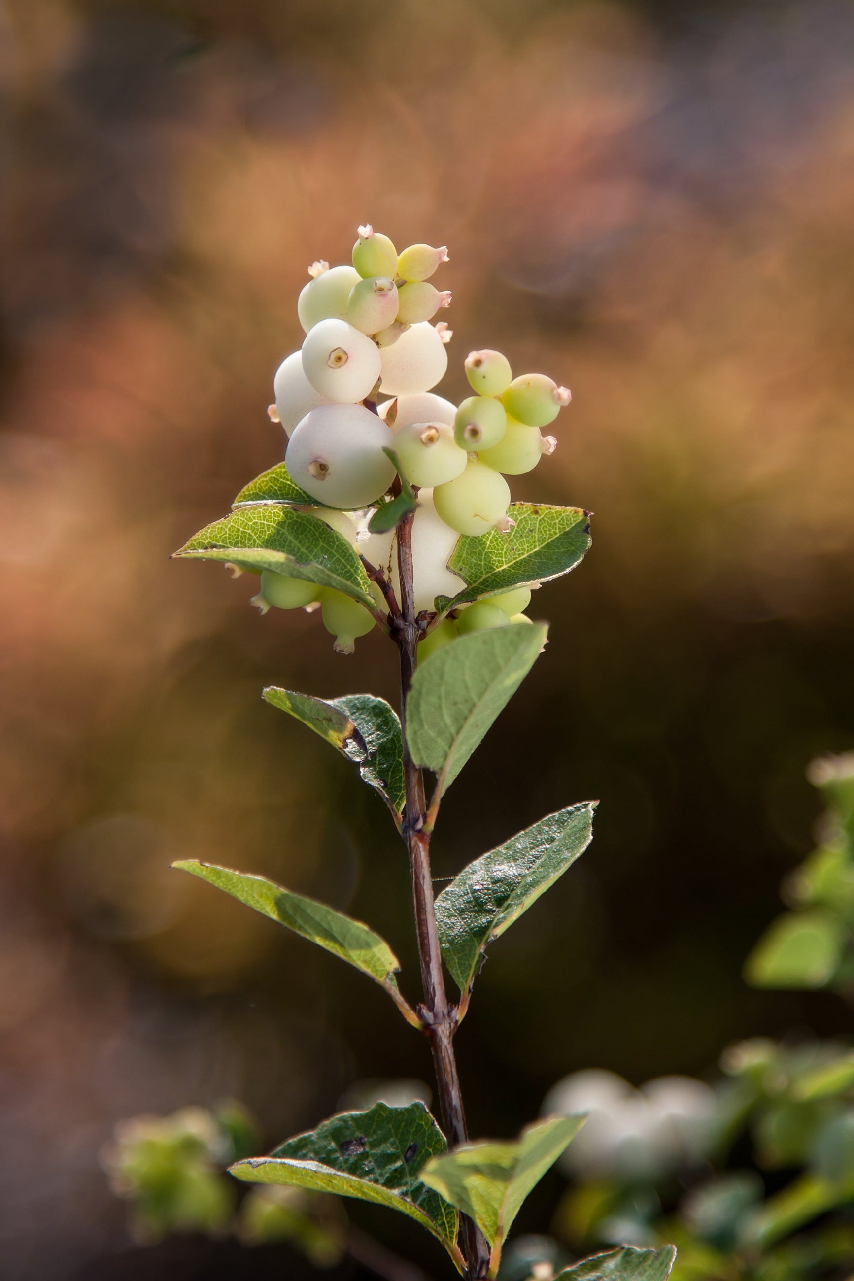 Symphoricarus 'Galaxy' white berries up close ©Bailey Nurseries