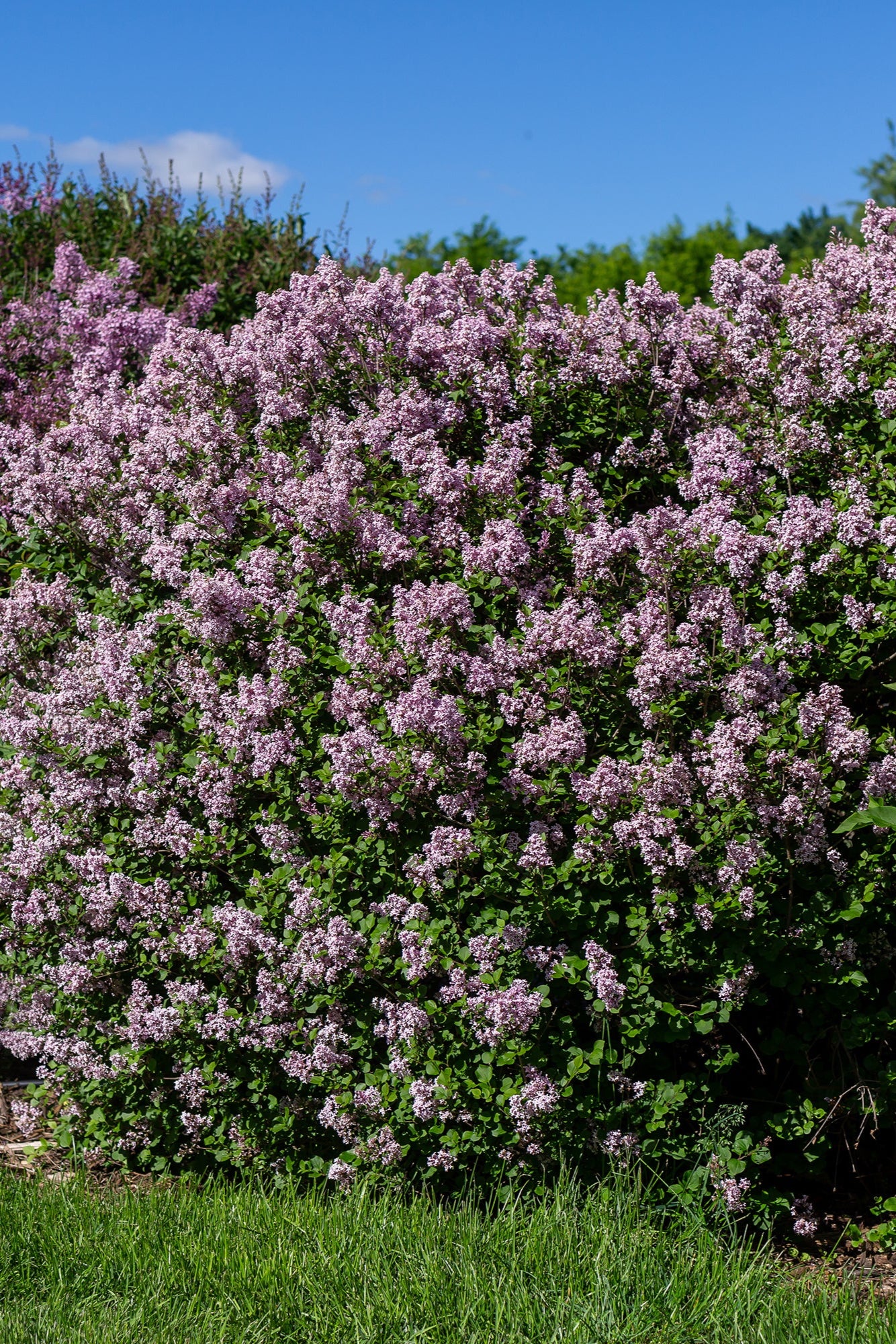 Syringa 'Palibin' dwarf Korean Lilac Mature bushes in bloom ©Bailey Nurseries