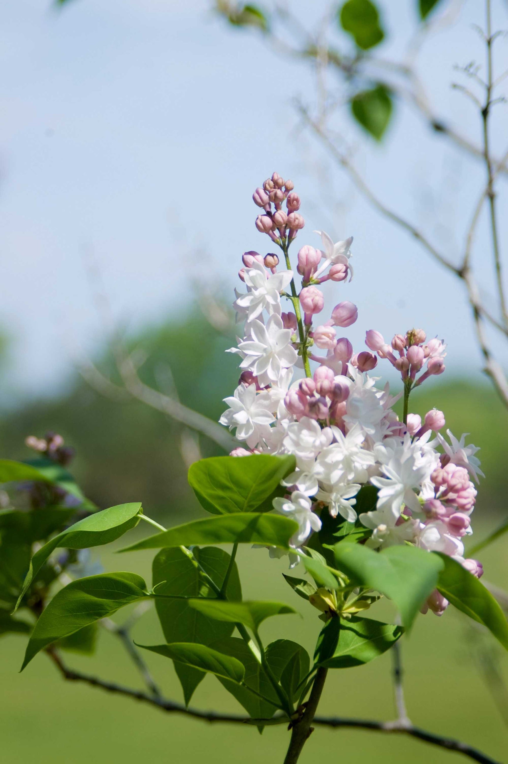 'Beauty of Moscow' Lilac flowers in bloom on the shrub ©Bailey Nurseries