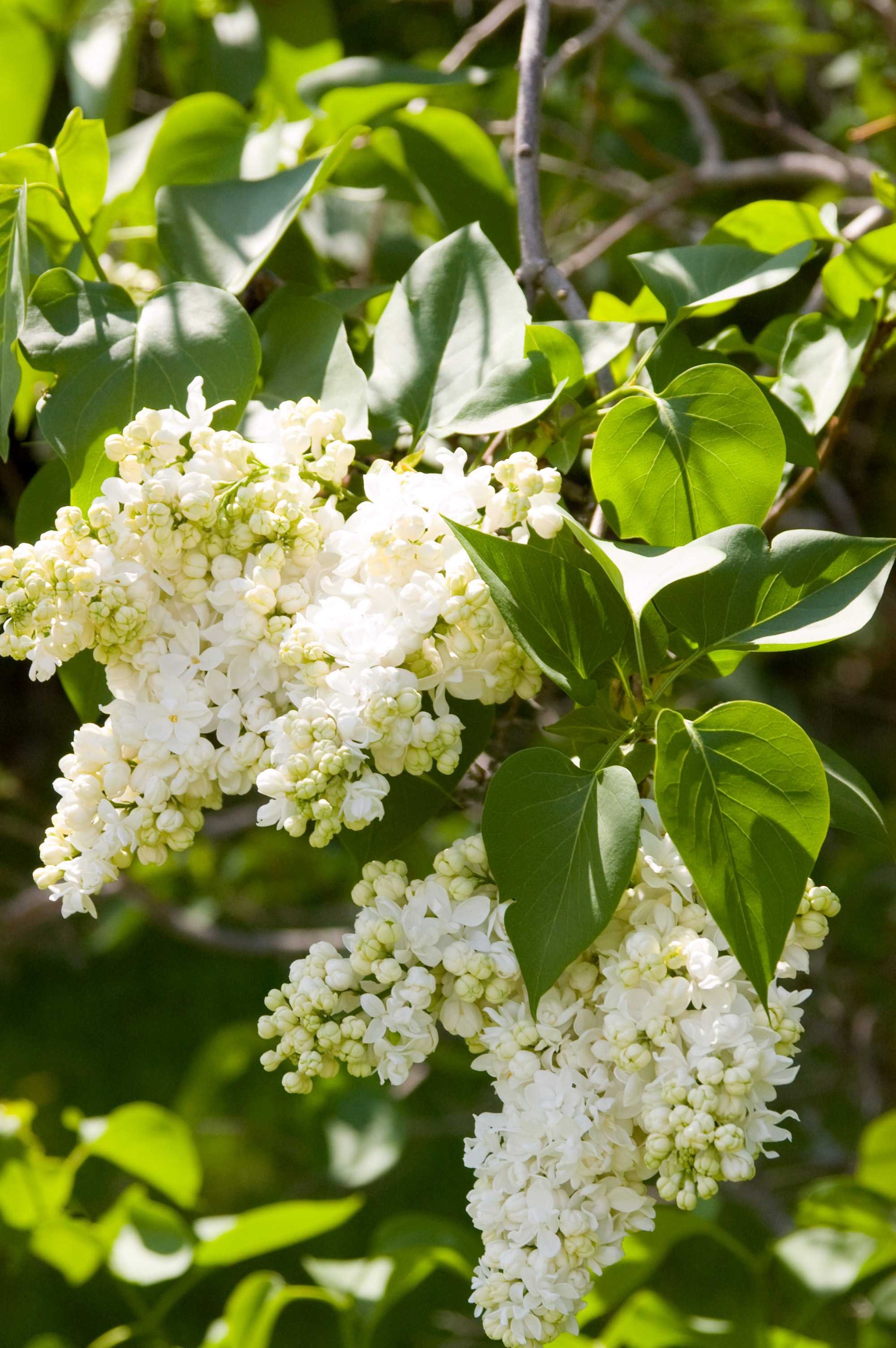 'Madame Lemoine' lilac flowers up close ©Bailey Nurseries