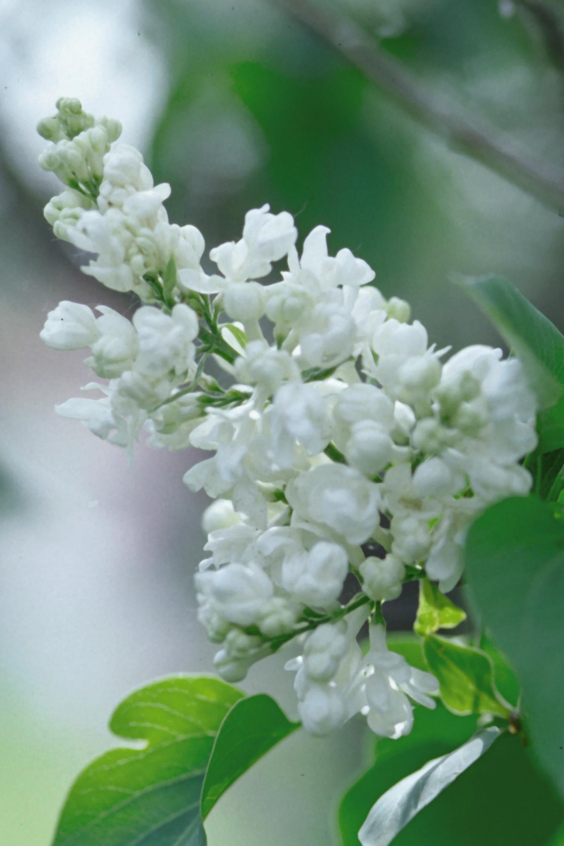 Common white lilac flower in bloom ©Bailey Nurseries