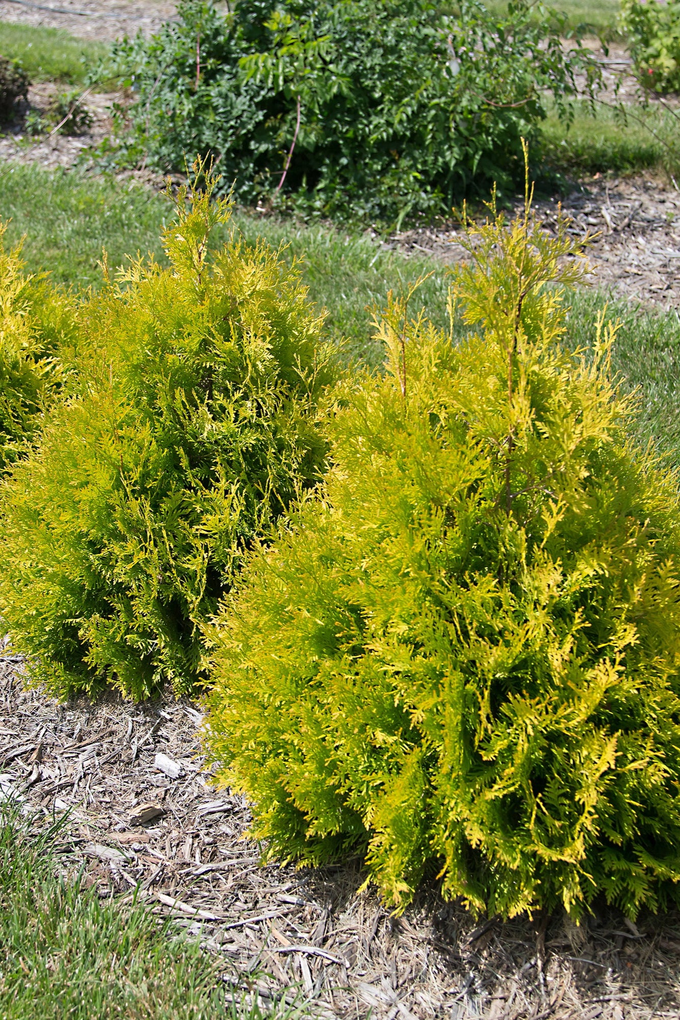 Thuja 'Lemon Burst' planted in multiples in the landscape ©Bailey Nurseries