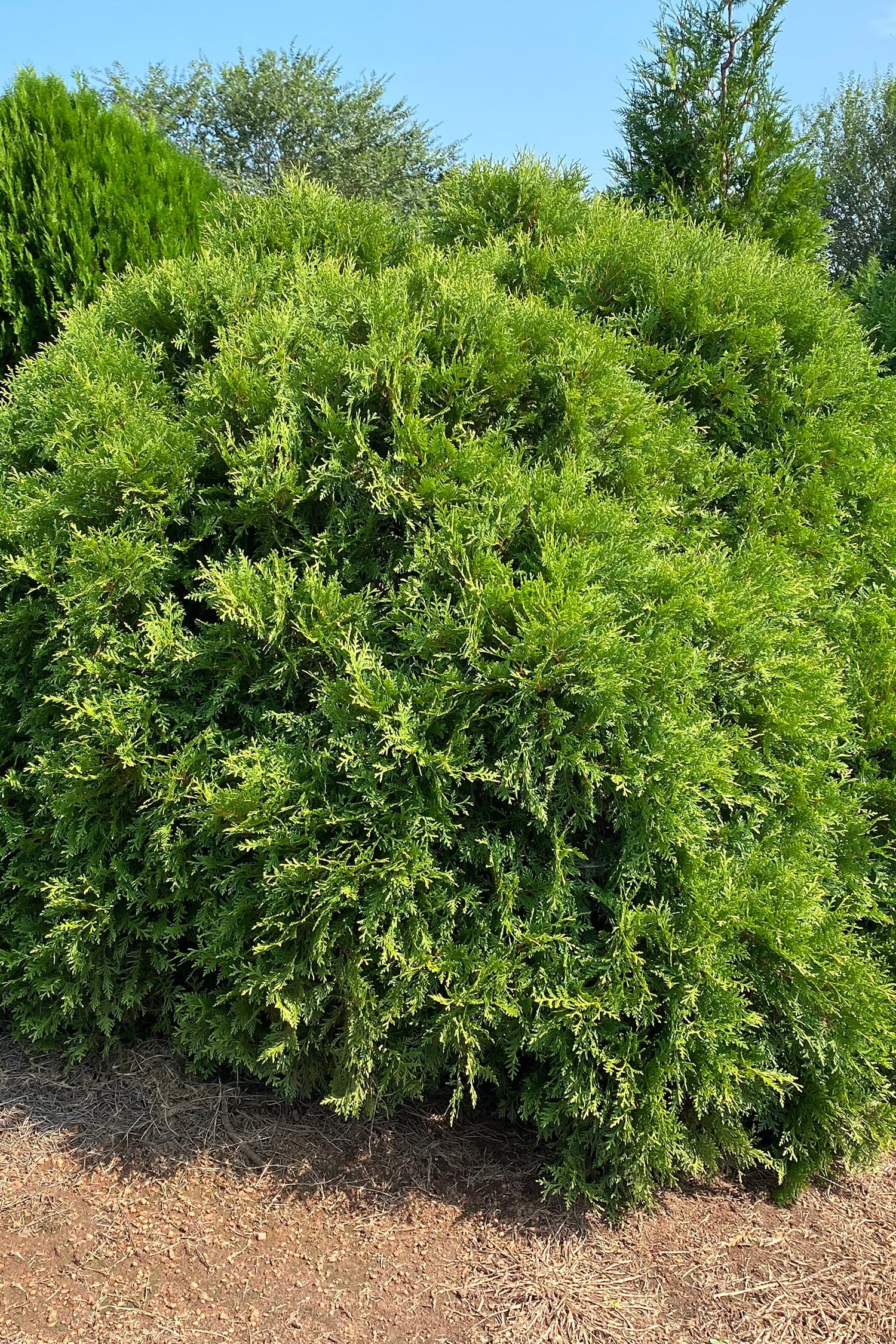Thuja 'Planet Earth' mature and planted in the landscape ©Bailey Nurseries