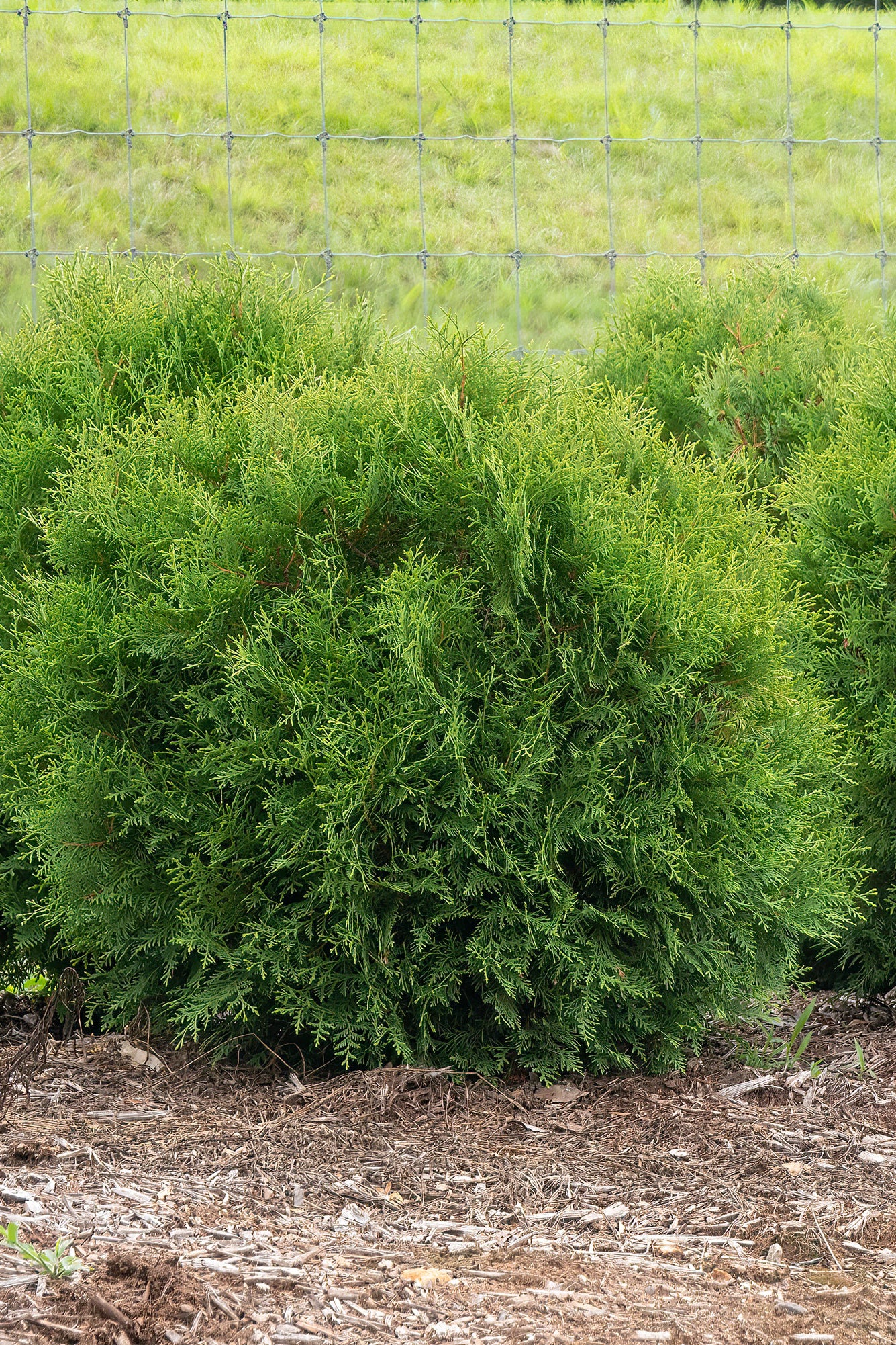 a series of mature Thuja 'Plant Earth' planted in the landscape ©Bailey Nurseries