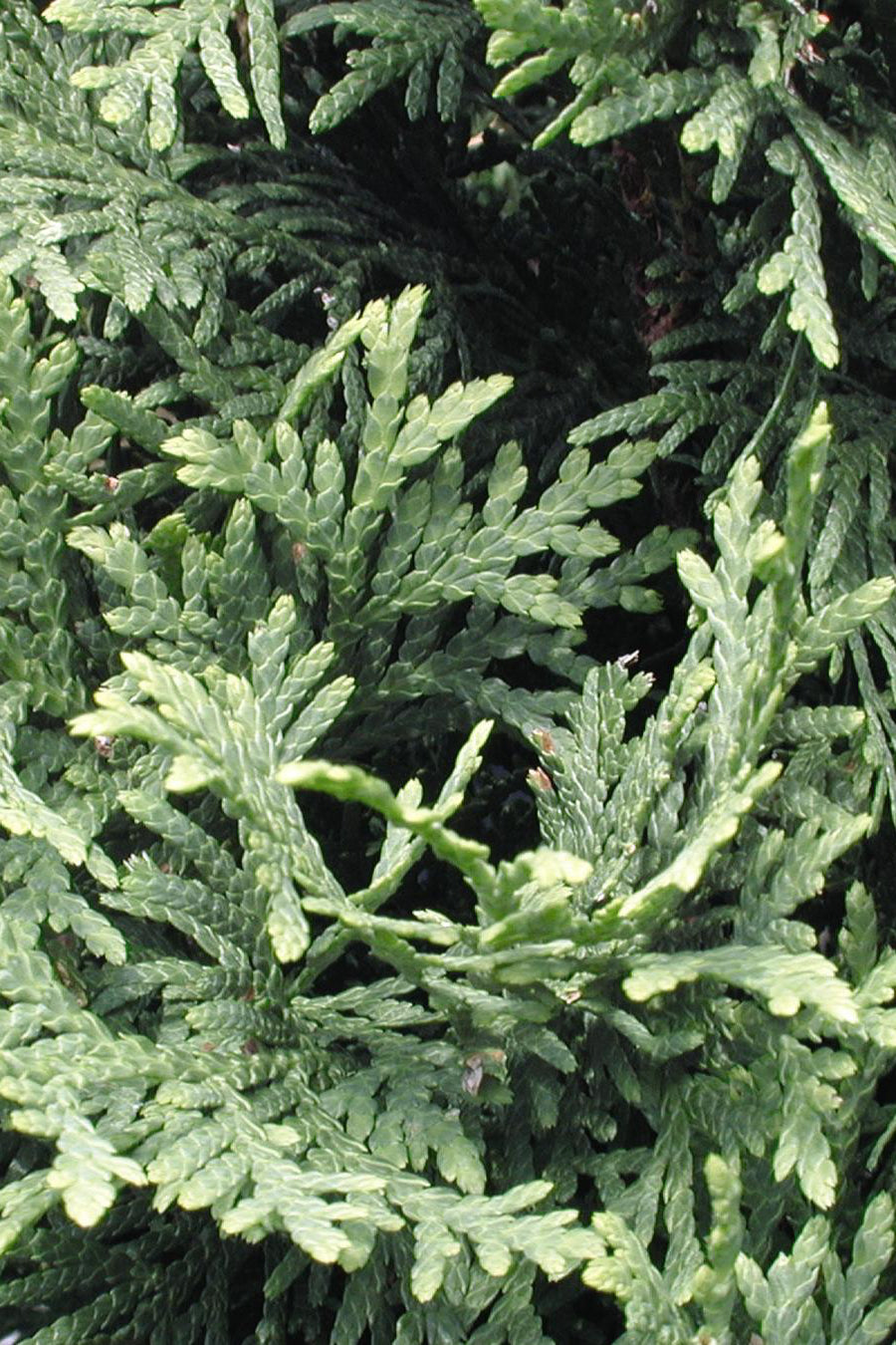 The leathery looking evergreen foliage of Thuja 'Pyramidalis' ©Bailey Nurseries