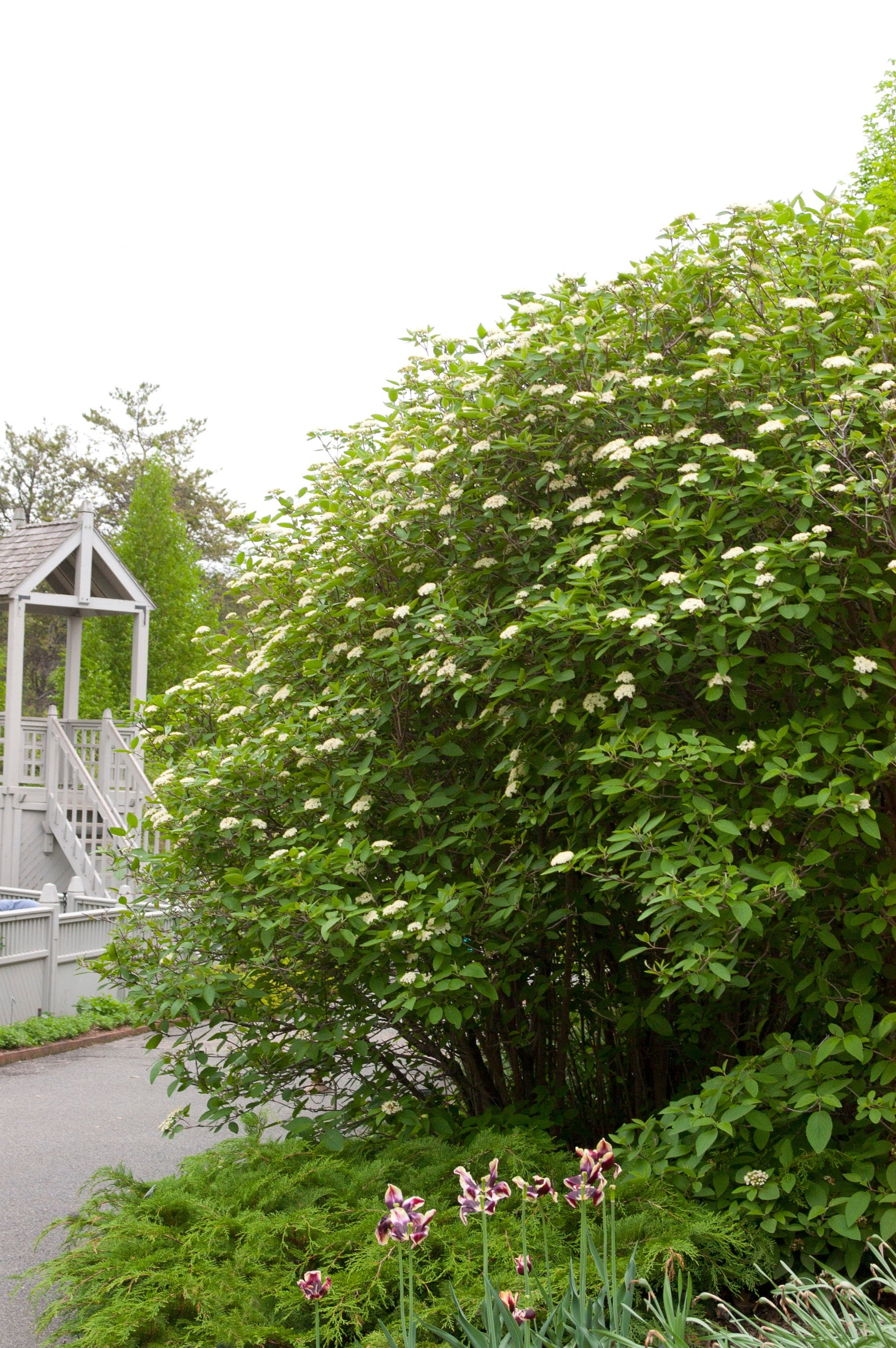 Viburnum 'Mohican' at a mature size blooming in the landscape ©Bailey Nurseries