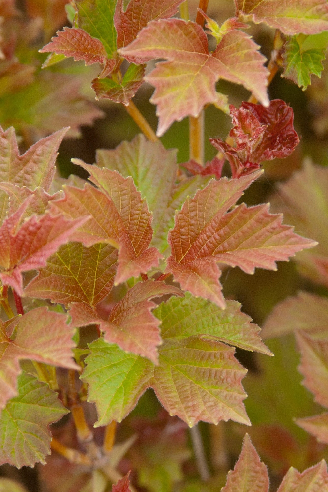 Viburnum 'Bailey Compact' American cranberry bush up close with auburn leaves ©Bailey Nurseries
