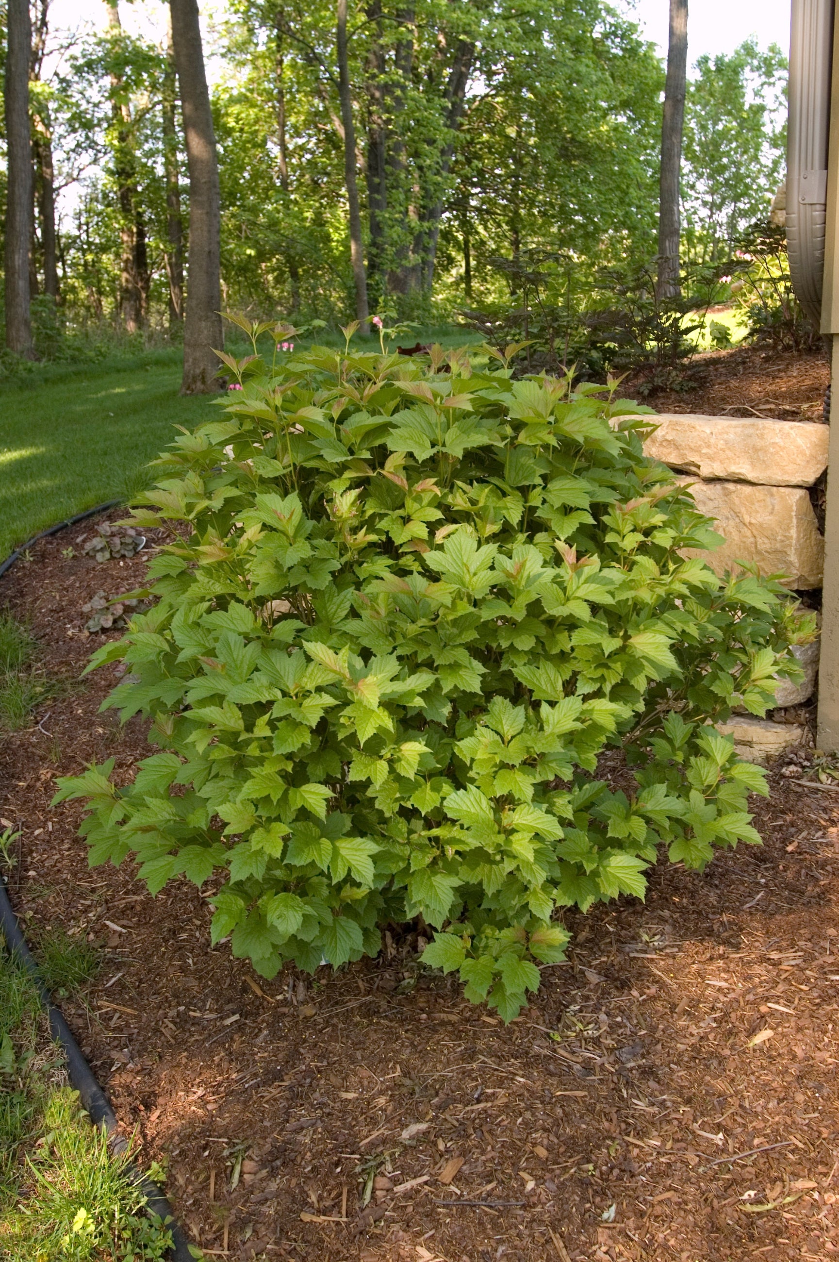 Viburnum 'Bailey Compact' American cranberry bush in a mature state in the landscape ©Bailey Nurseries