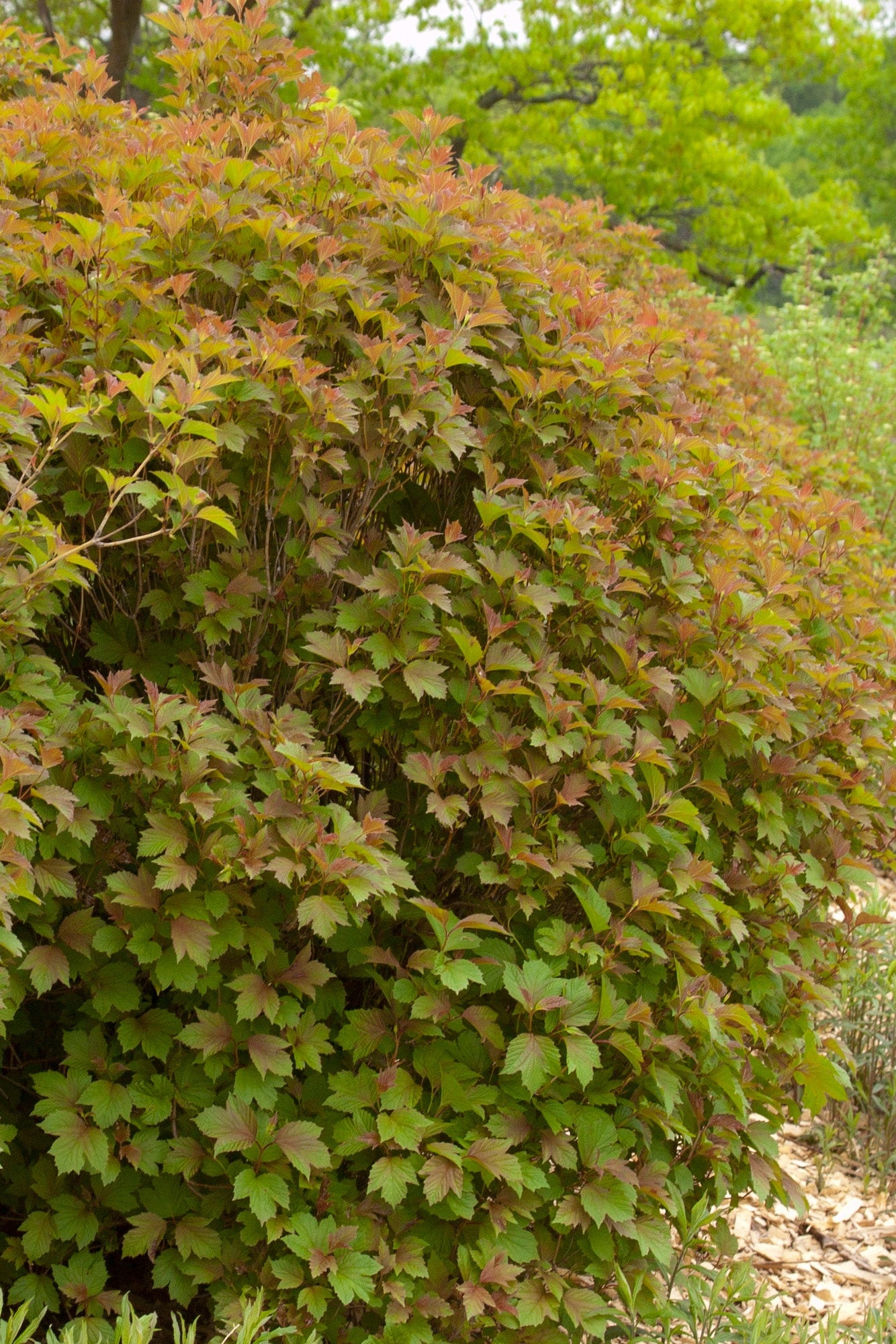 Viburnum 'Bailey Compact' American cranberry bush in a mature state in the landscape ©Bailey Nurseries