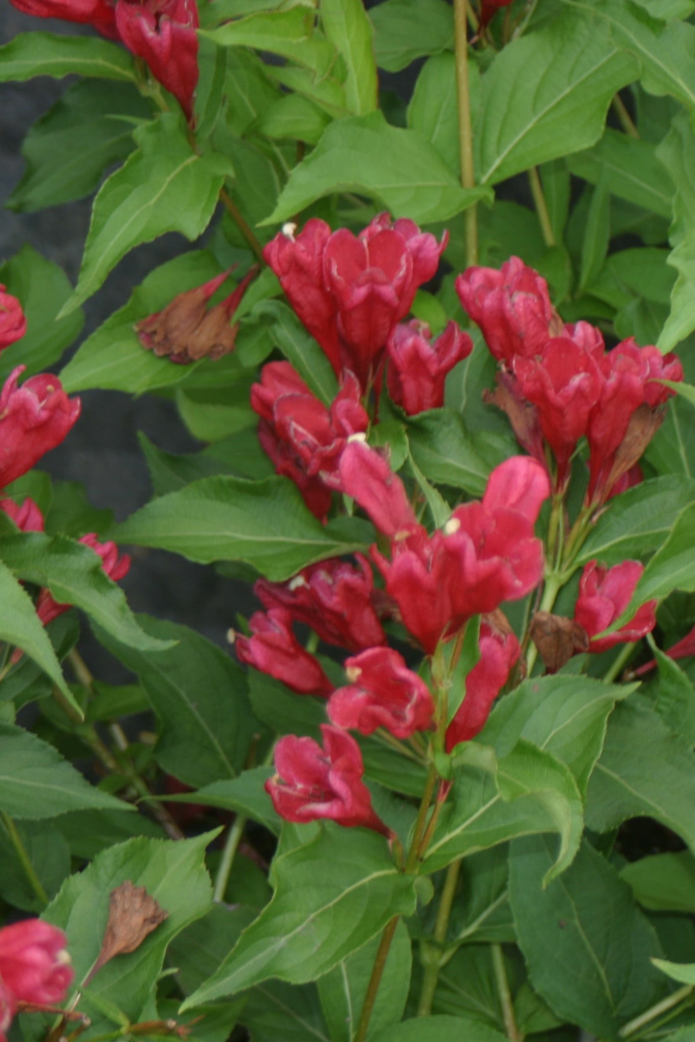 Weigela 'Red Sonic Bloom' in full bloom with its red flowers ©Bailey Nurseries