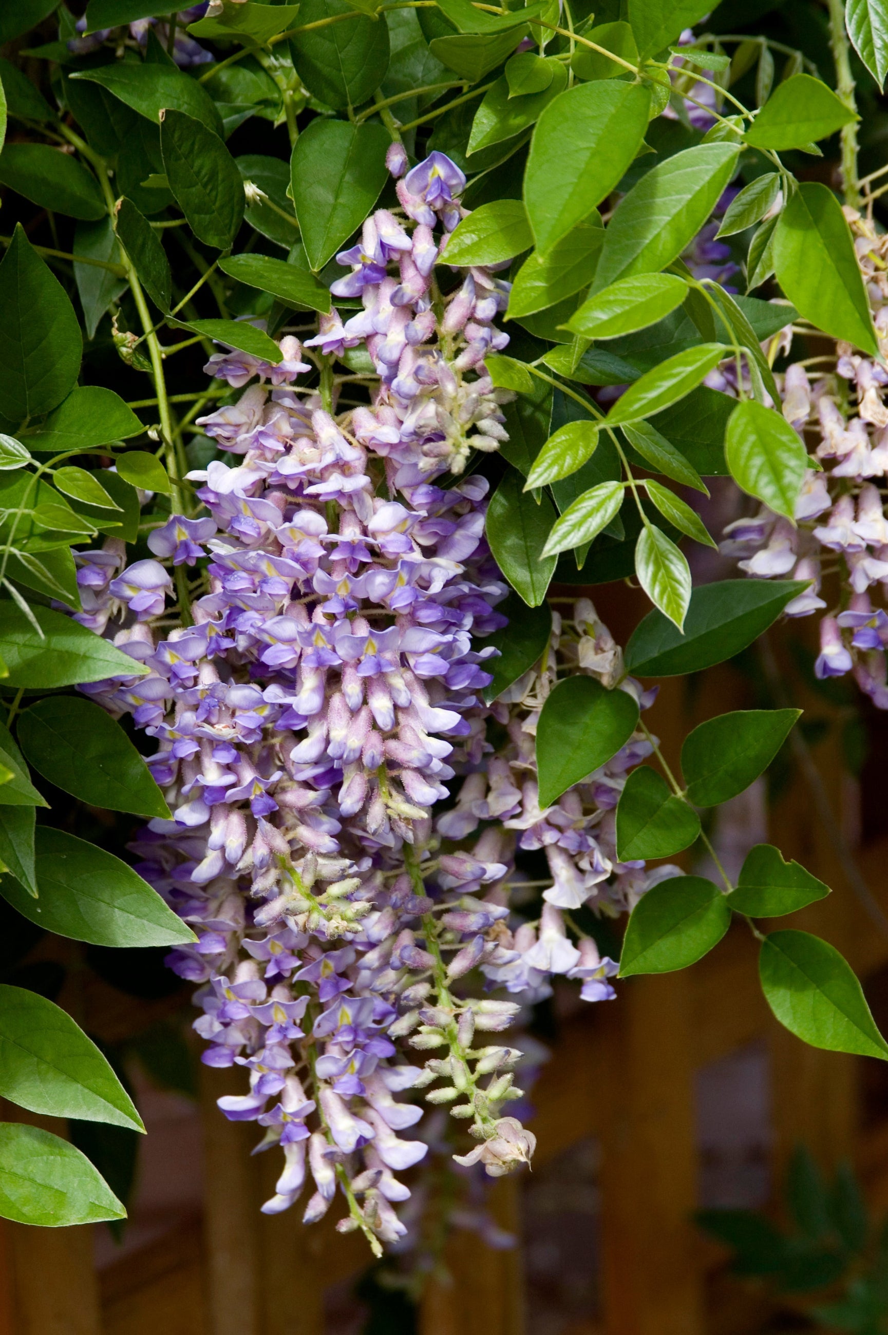 Wisteria 'Summer Cascade'  light purple flowers dangling from the vine ©Bailey Nurseries